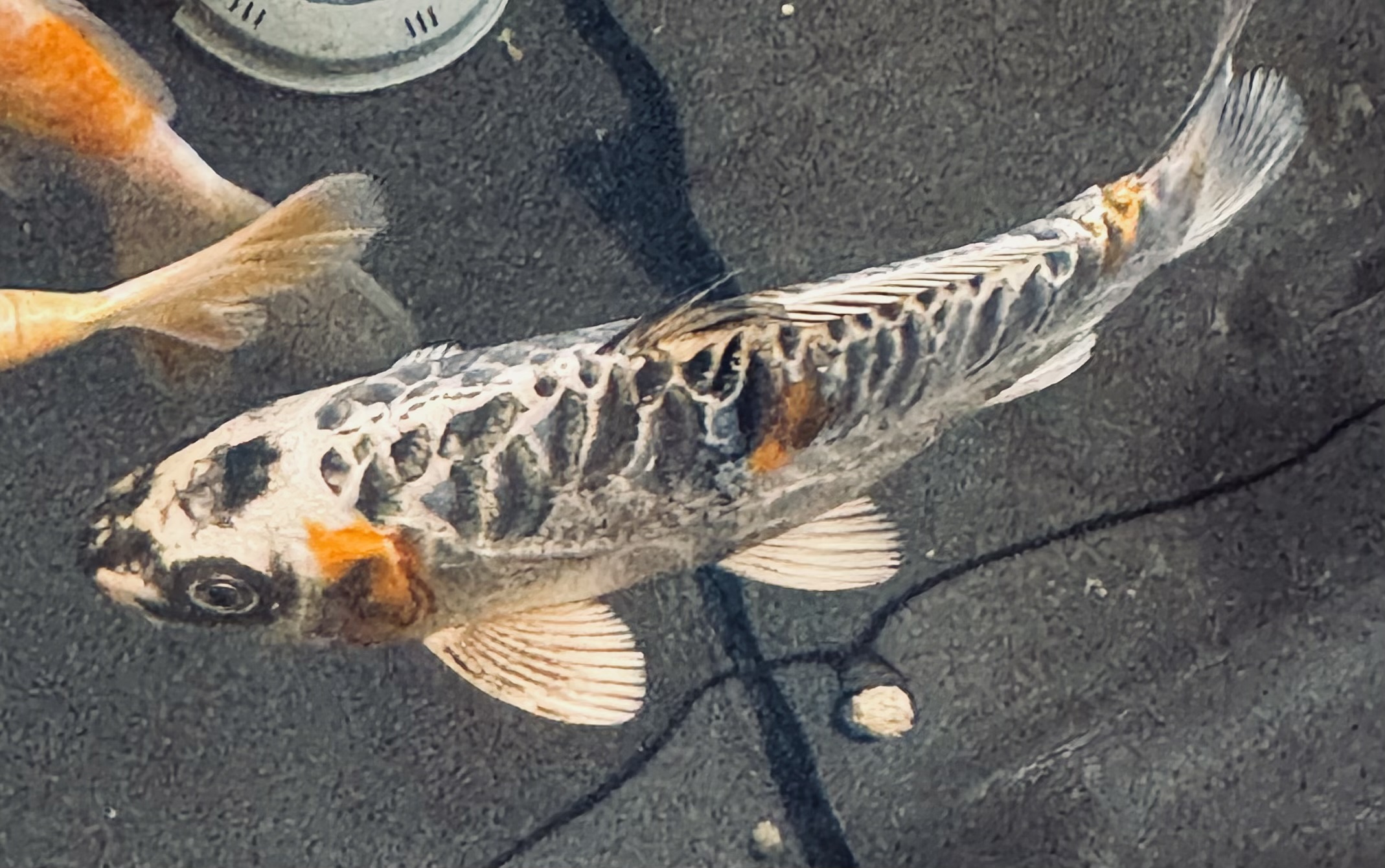 A fish with a patterned body swimming on a dark surface, with part of another fish visible in the background.