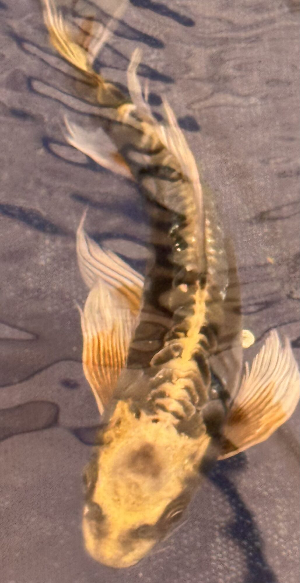 Fish with yellow and black markings swimming in water, viewed from above.