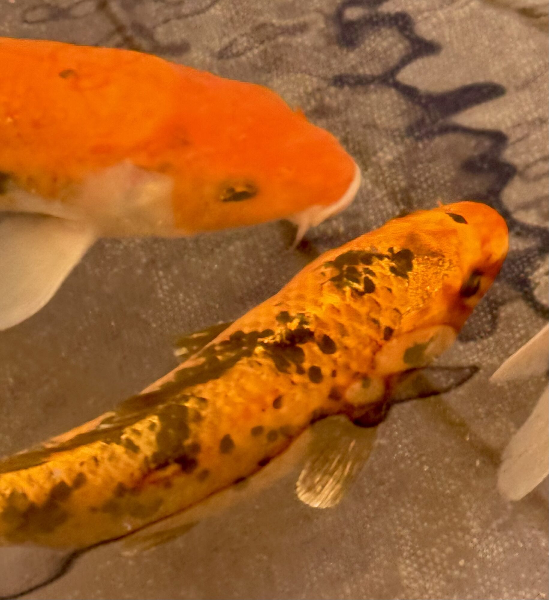 Two colorful koi fish swimming close together on a dark surface, one orange and white, the other orange with black markings.