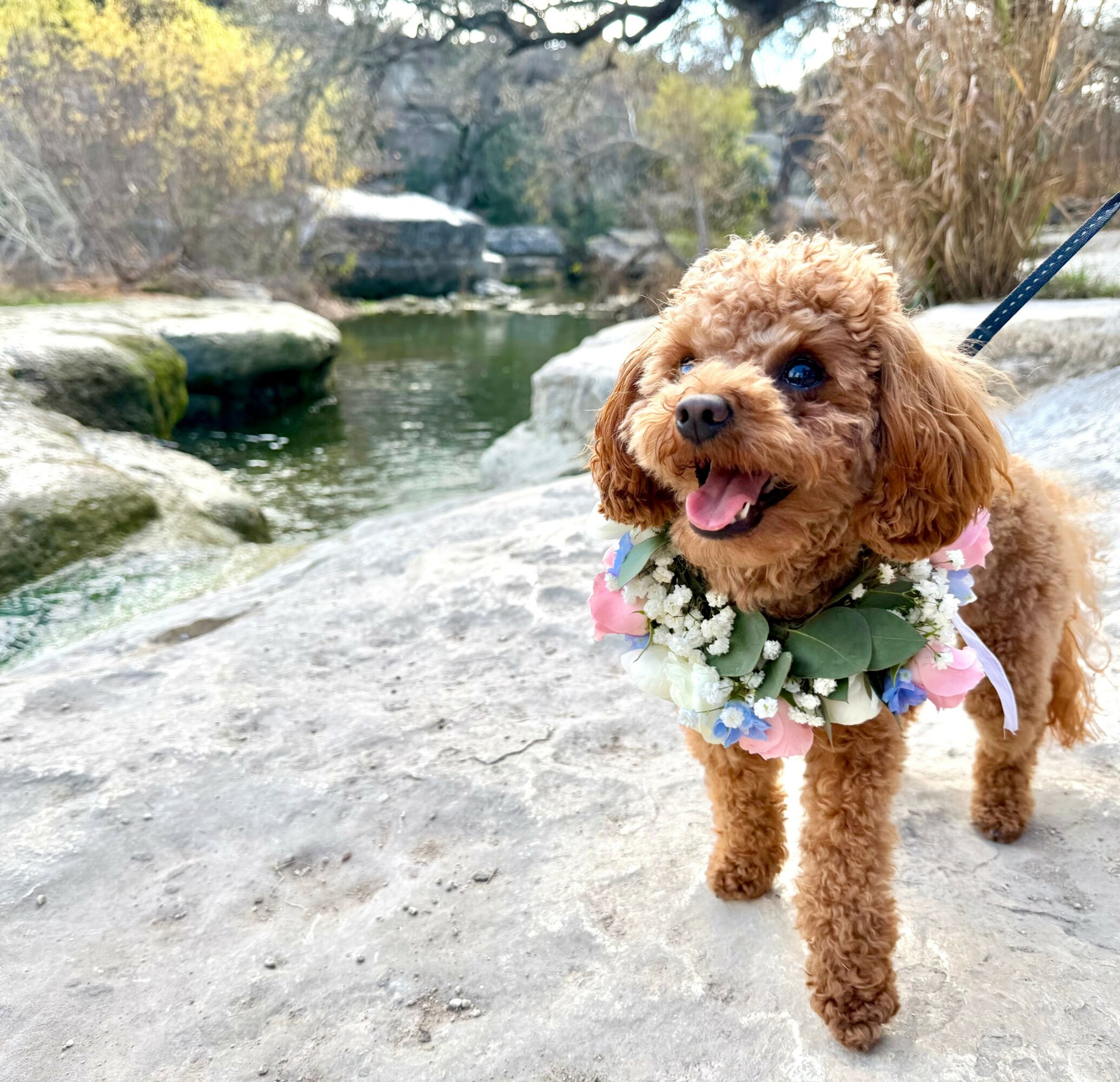 Small curly-haired dog wearing a floral collar stands on a rocky riverbank with water and trees in the background.