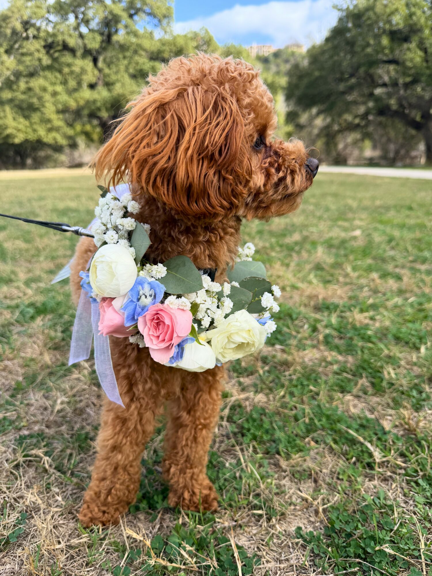 A brown curly-haired dog wearing a floral collar with pink, white, and blue flowers, standing on grass in a park.