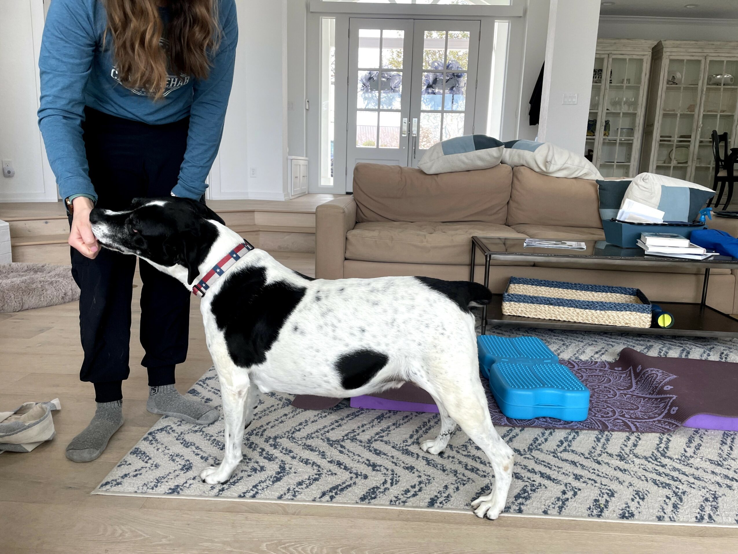Person standing next to a black and white dog indoors, with a sofa and window in the background.
