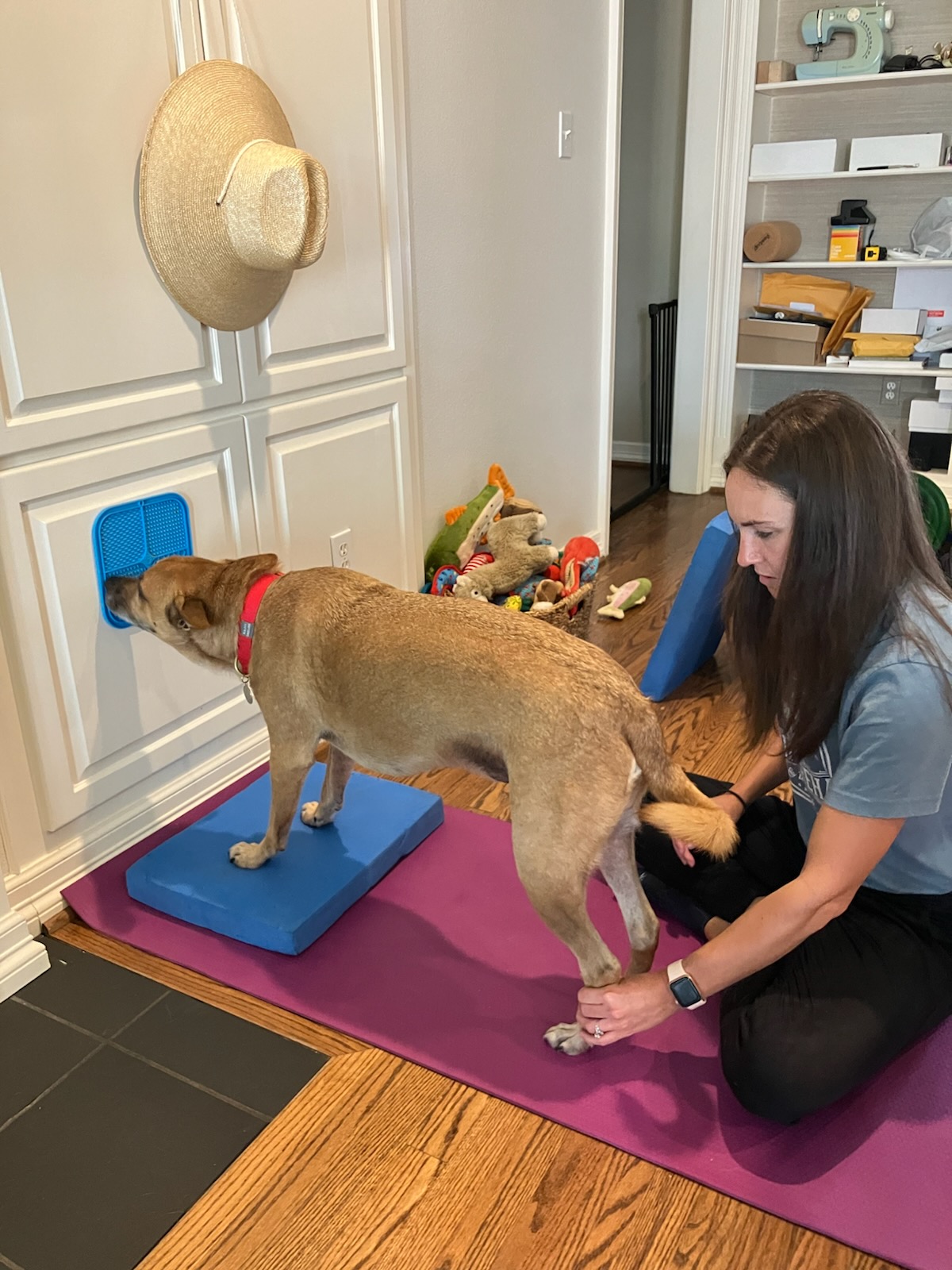 Dog standing on a blue platform with a person kneeling beside it, in a room with white cabinets and shelves.
