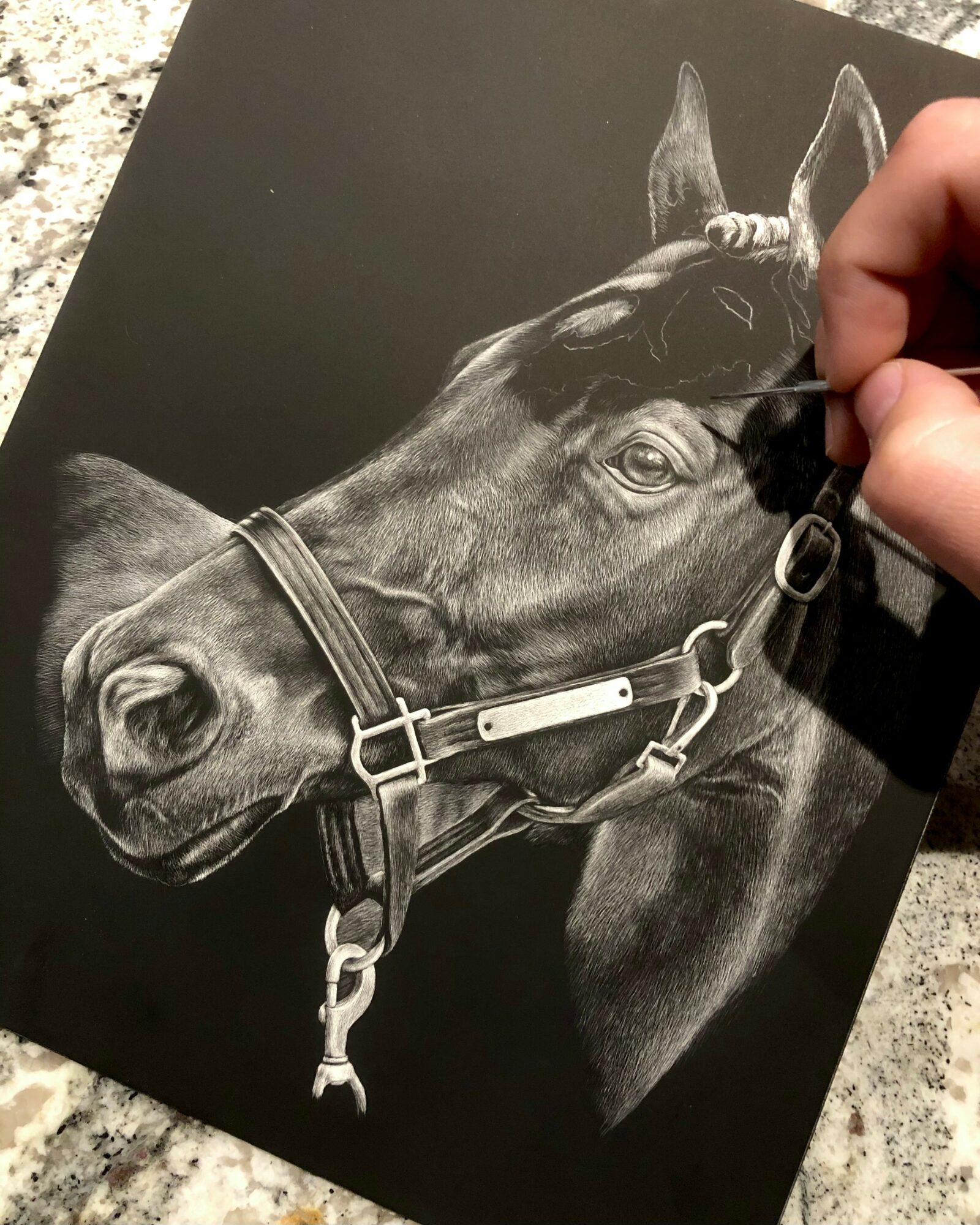 Person drawing a detailed white chalk or pastel portrait of a horse on black paper, focusing on the horse's head and neck.