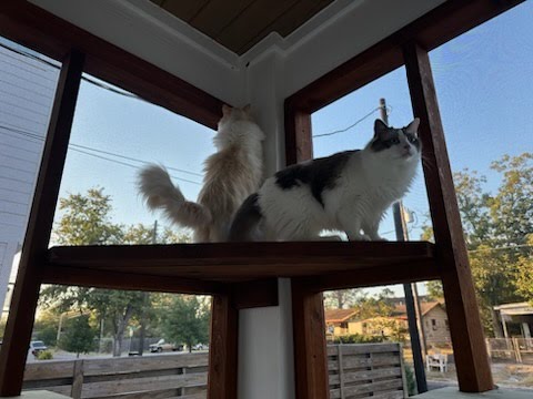 Two cats sitting on a wooden shelf inside a room with large windows, looking outside at trees and sky.