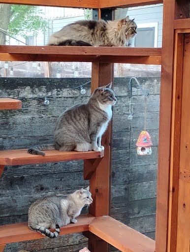 Three cats on wooden shelves inside a room, with a window and outdoor fence visible in the background.
