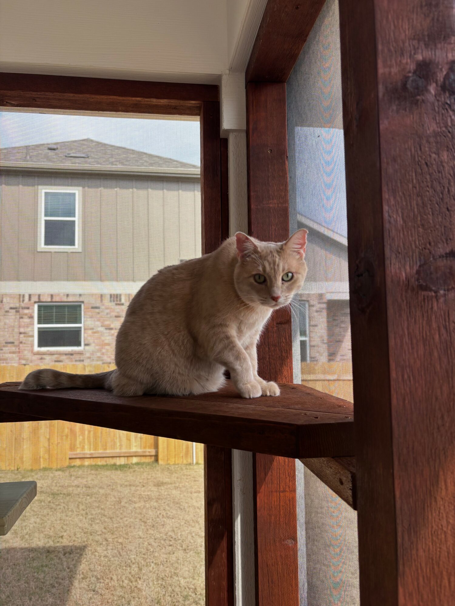 Cream-colored cat sitting on a wooden windowsill, looking outside at a neighboring house and yard.