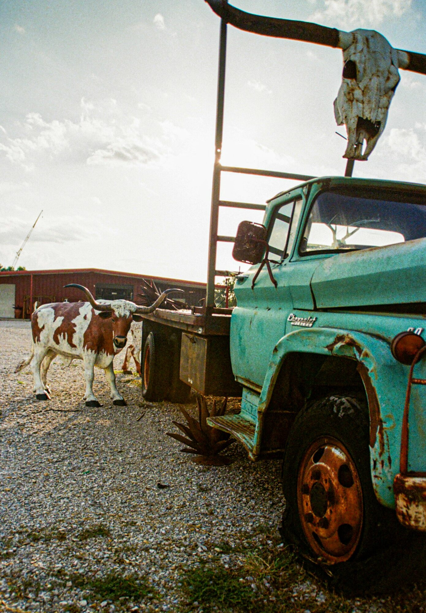 Old turquoise truck with a ladder and a shirt hanging, cows nearby, outdoor setting with cloudy sky.