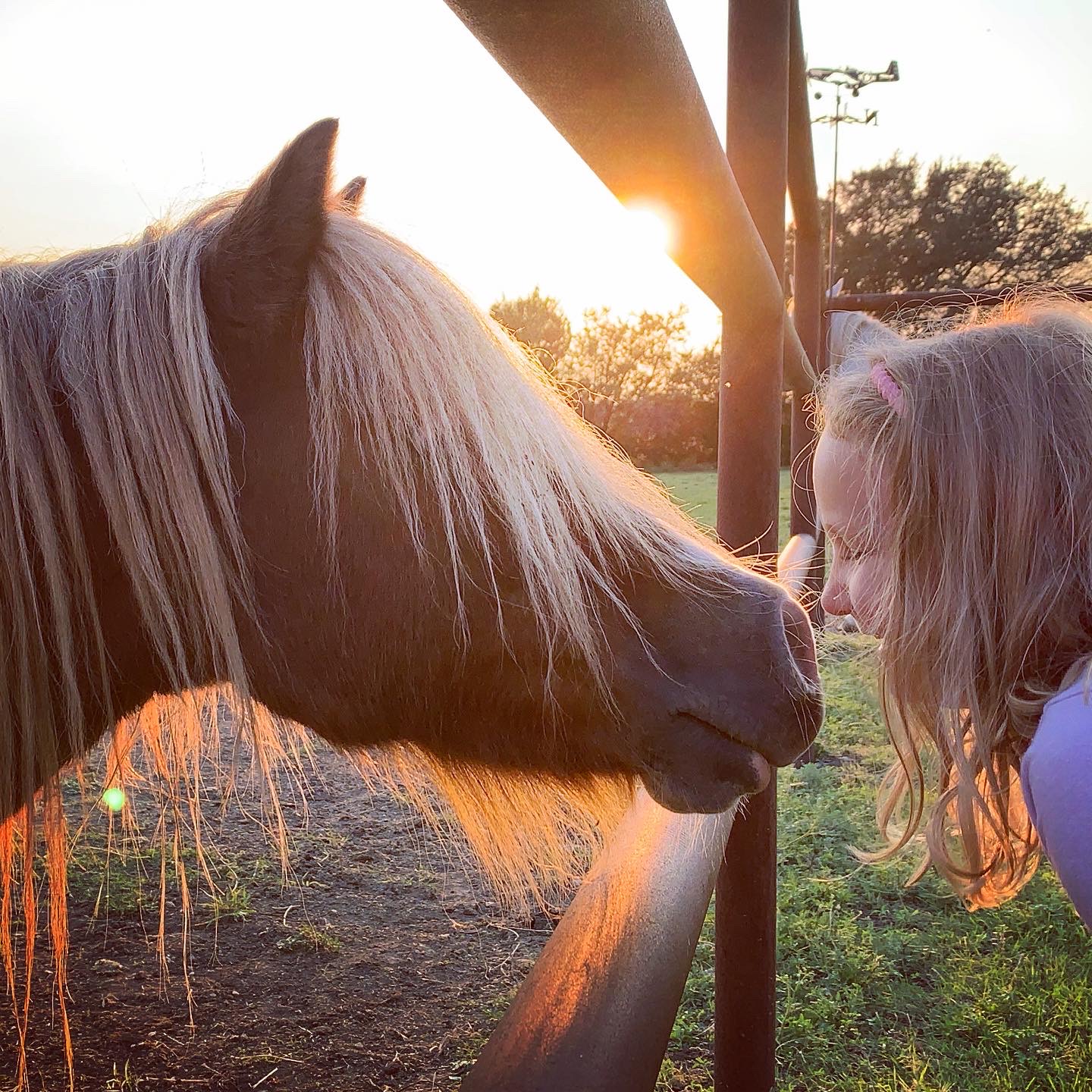 A girl and a horse face each other close at sunset, with the sun behind a fence post.
