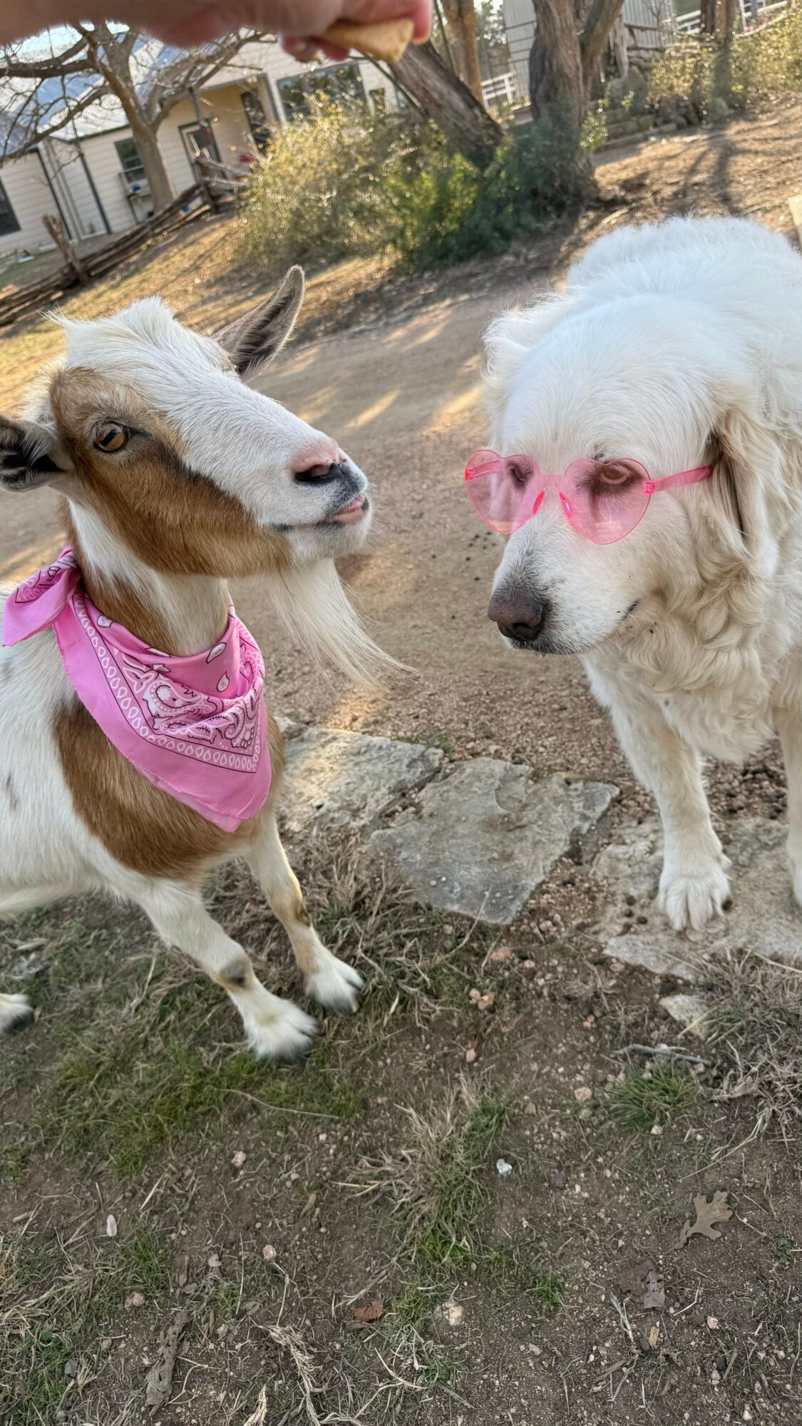 Two dogs outdoors, one with pink glasses and the other with a pink bandana, standing on dirt and rocks.