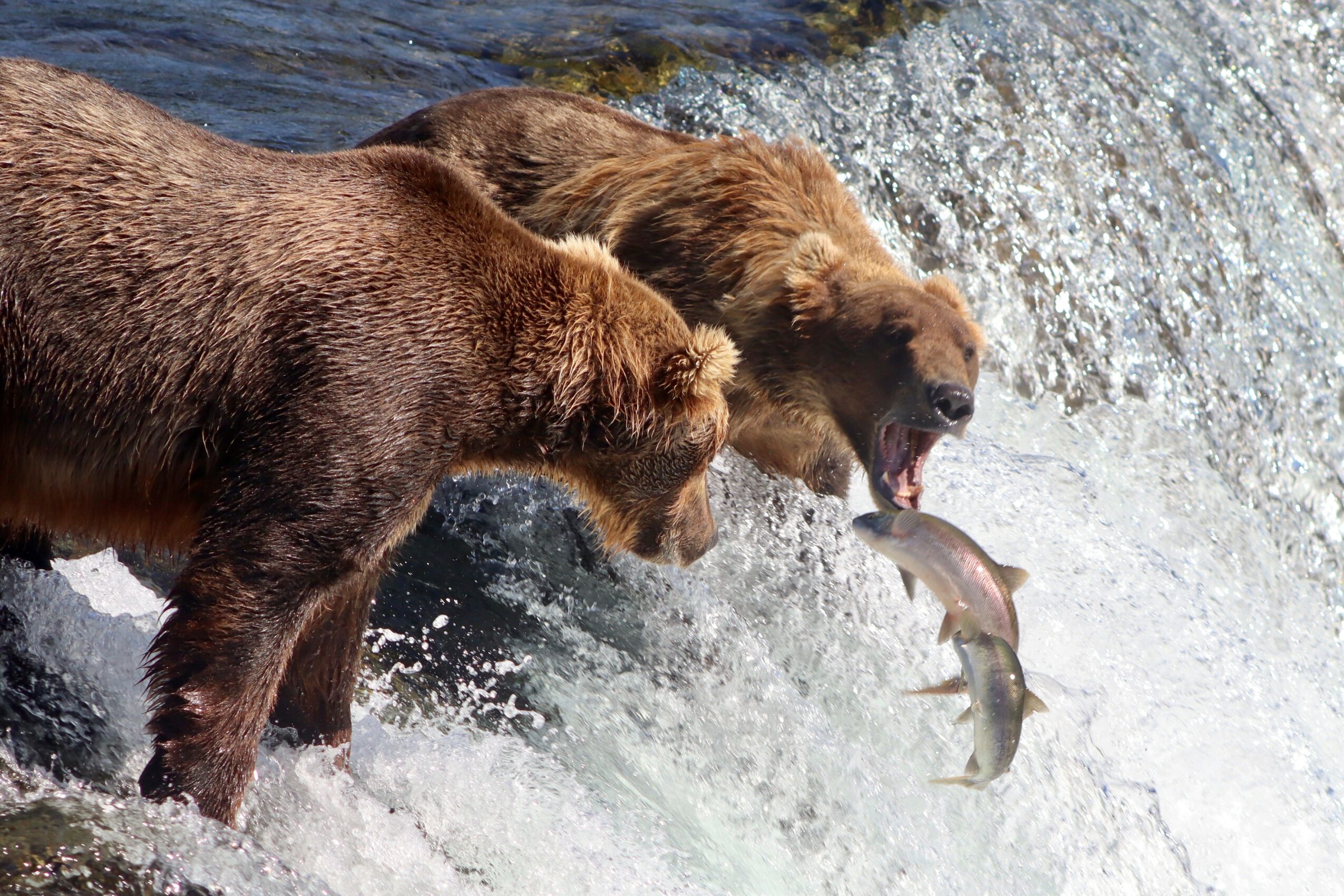 Two bears catch a fish in a river with water splashing around them.