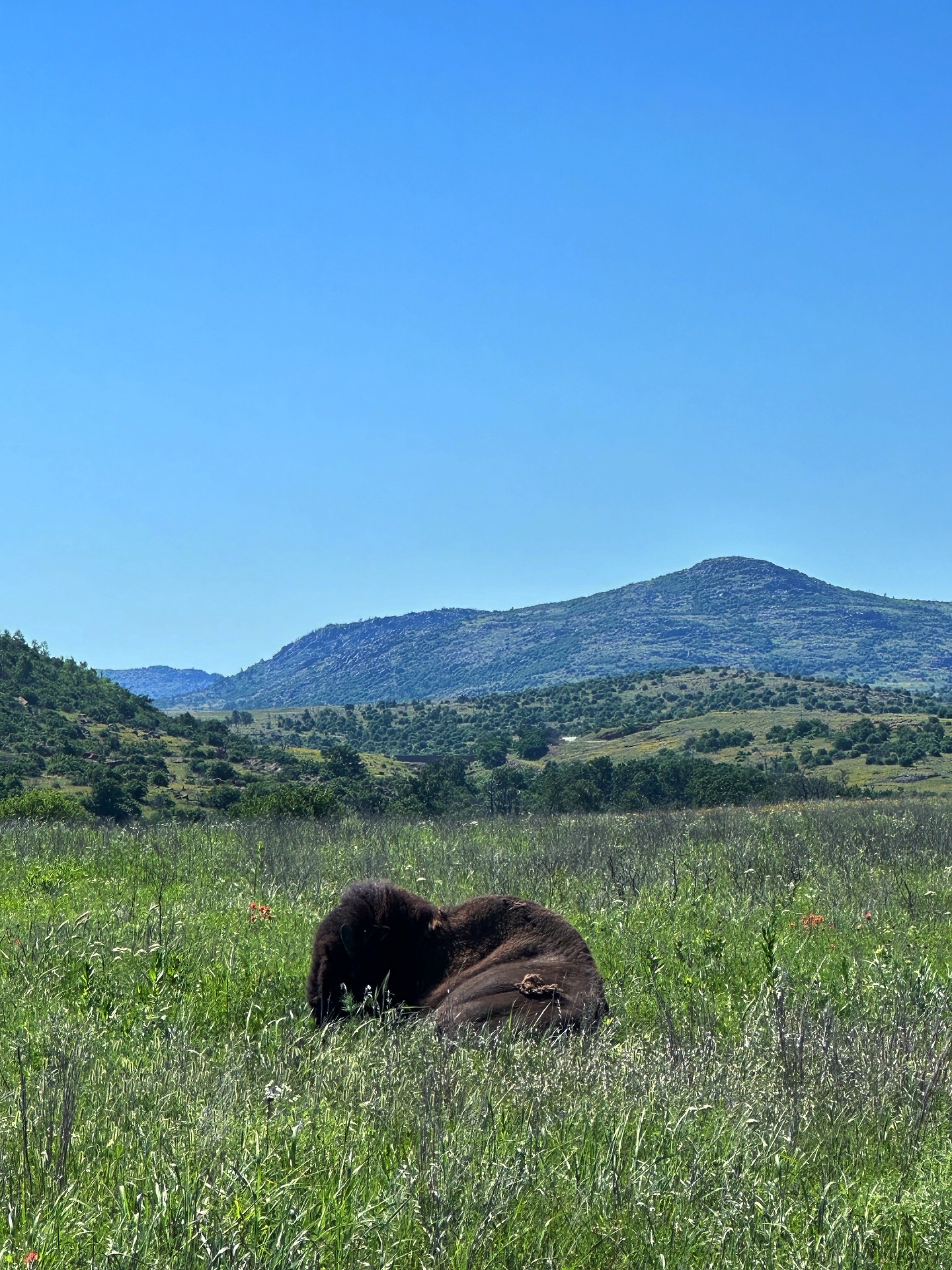 A buffalo resting in a grassy field with mountains and a clear blue sky in the background.