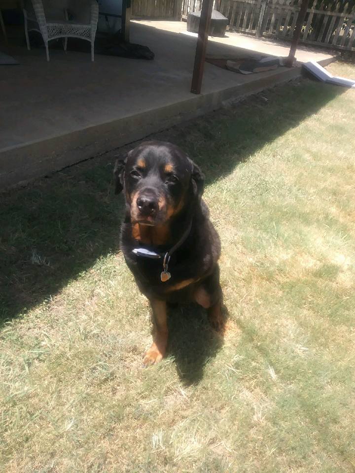 Black and brown dog sitting on grass in sunlight, with a porch and furniture in the background.