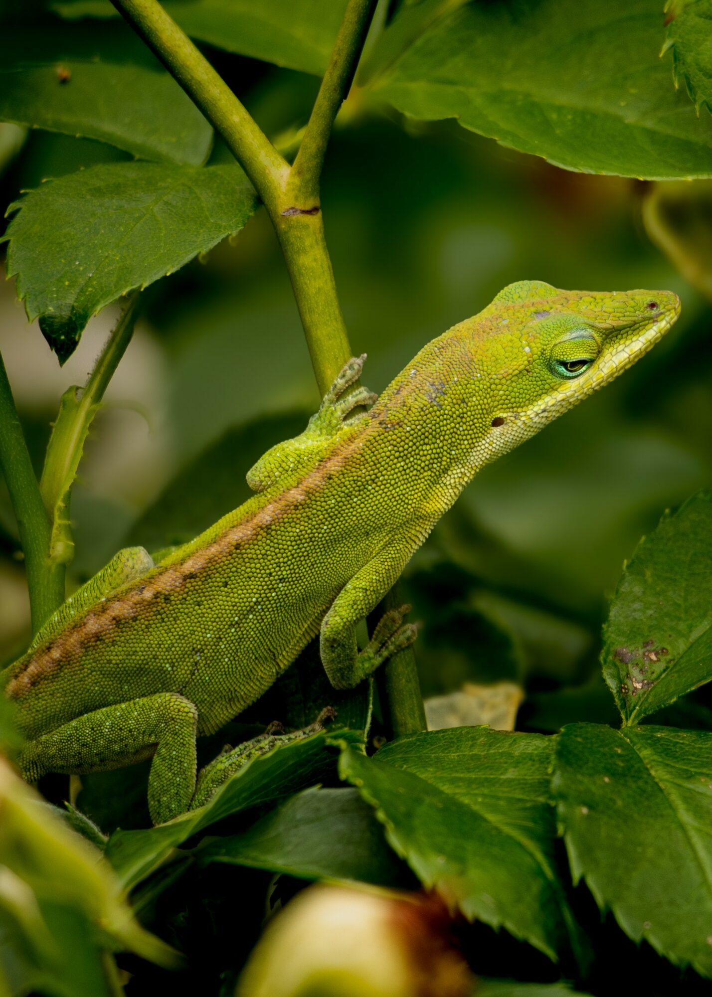 Green lizard on leaves with a branch, surrounded by green foliage.