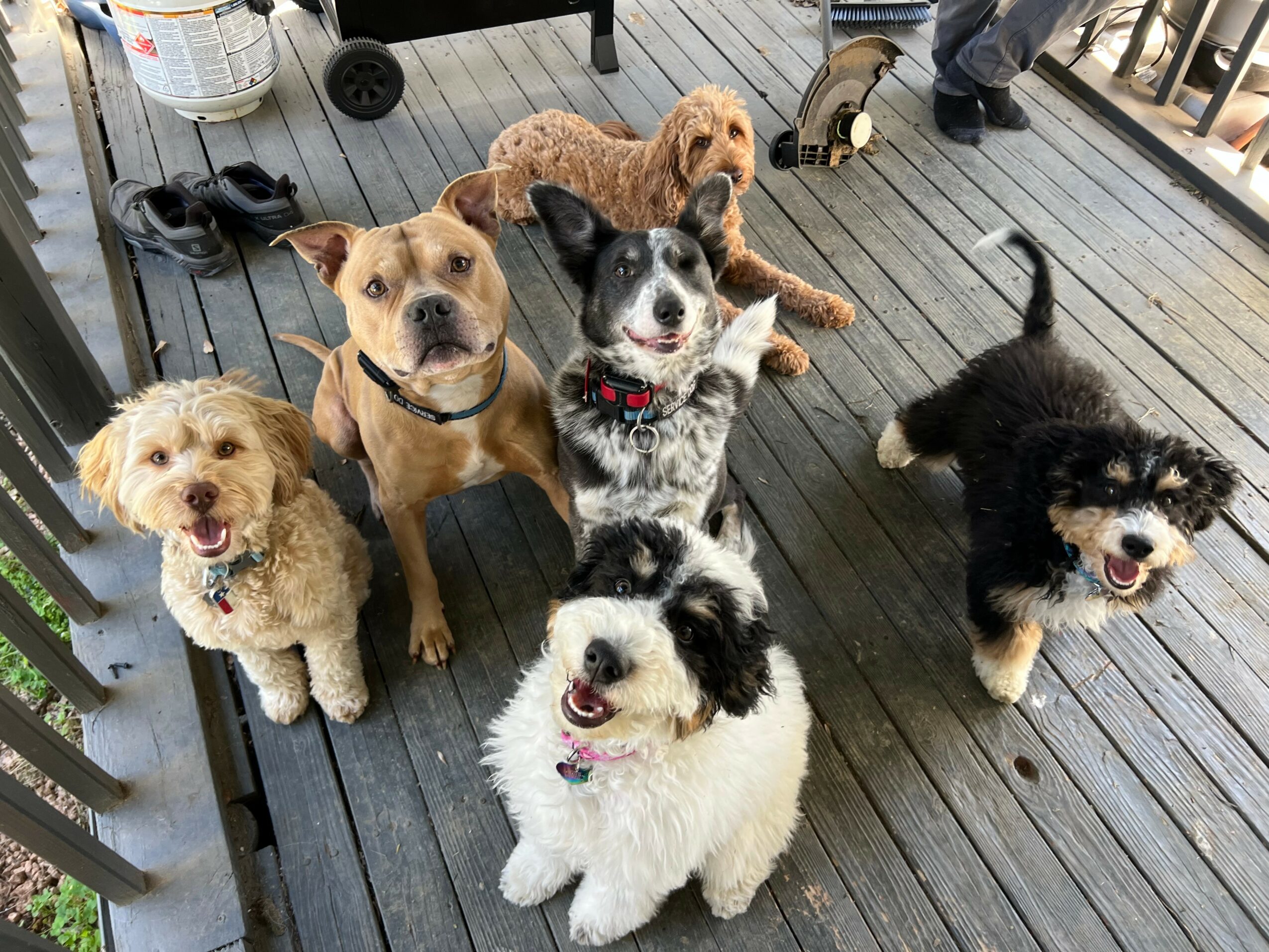 Six dogs of various breeds and sizes sitting and standing on a wooden deck, some looking at the camera.
