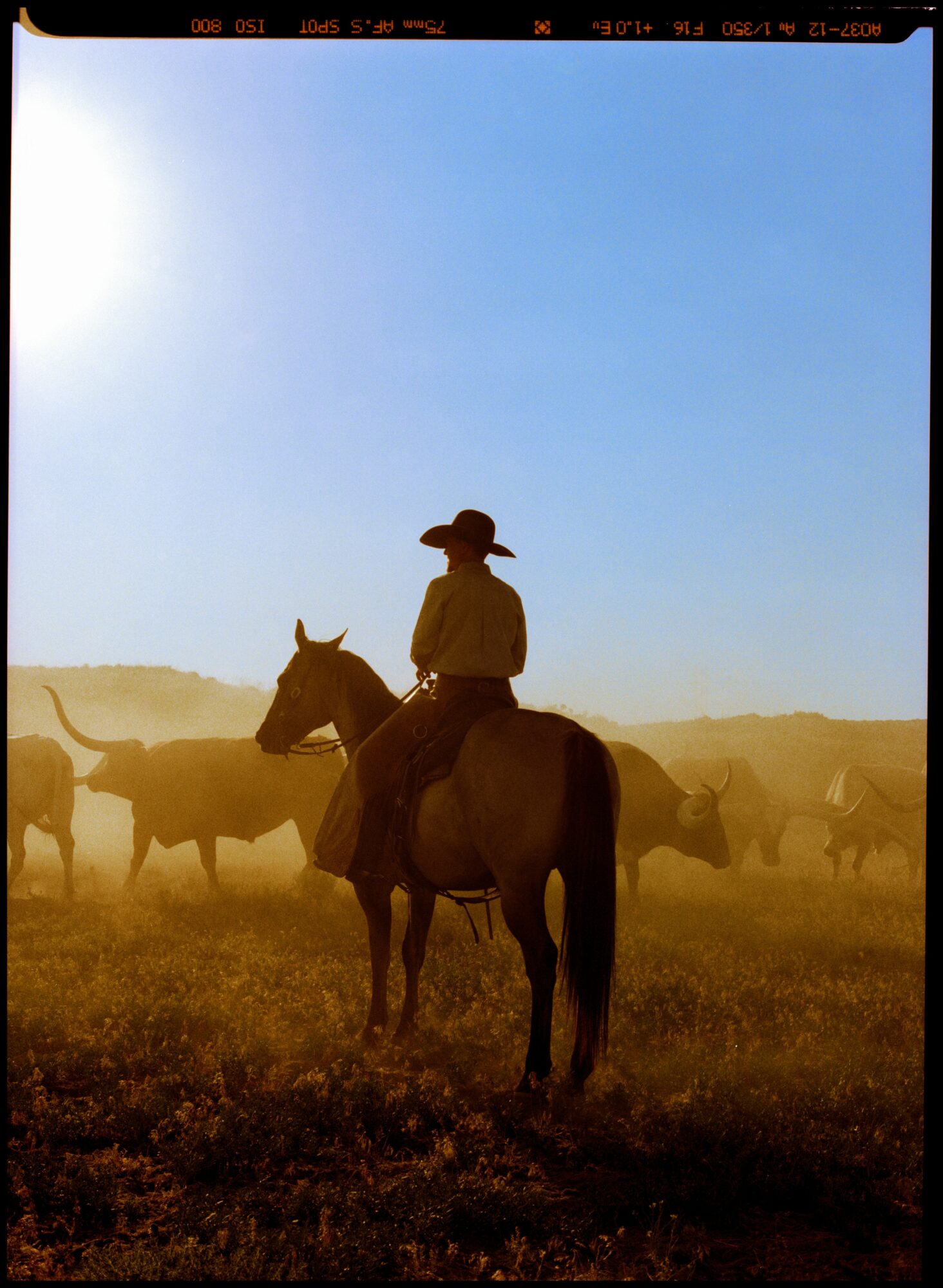 Person wearing a hat riding a horse in a field with cattle, under a clear blue sky.