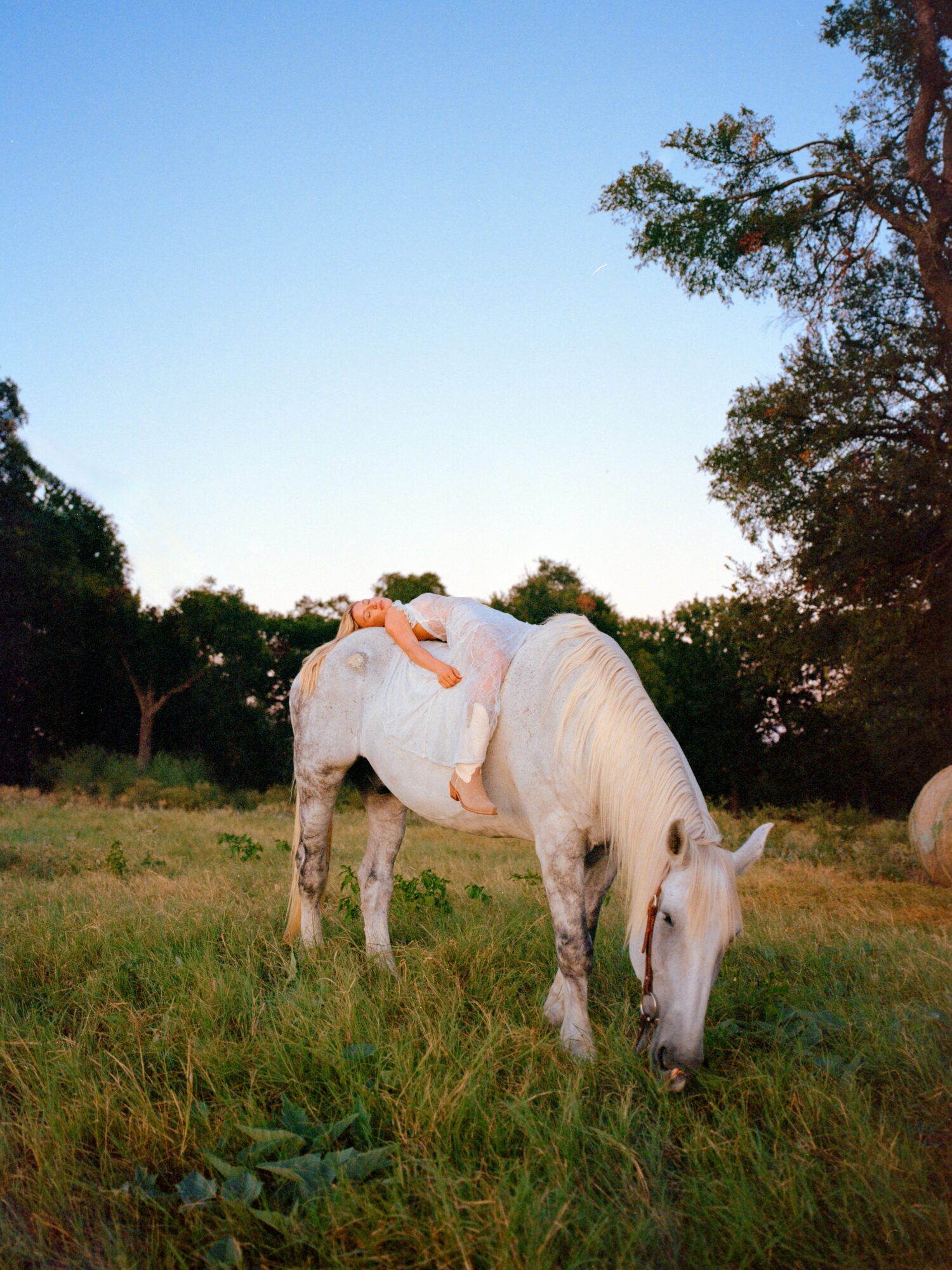White horse grazing in a grassy field with trees and a clear blue sky in the background.