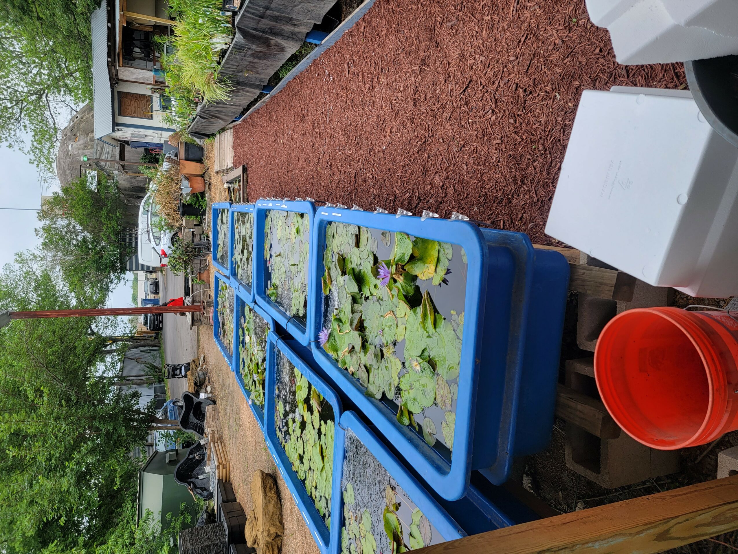 Blue containers with plants and water, outdoor setting with trees and buildings in background.