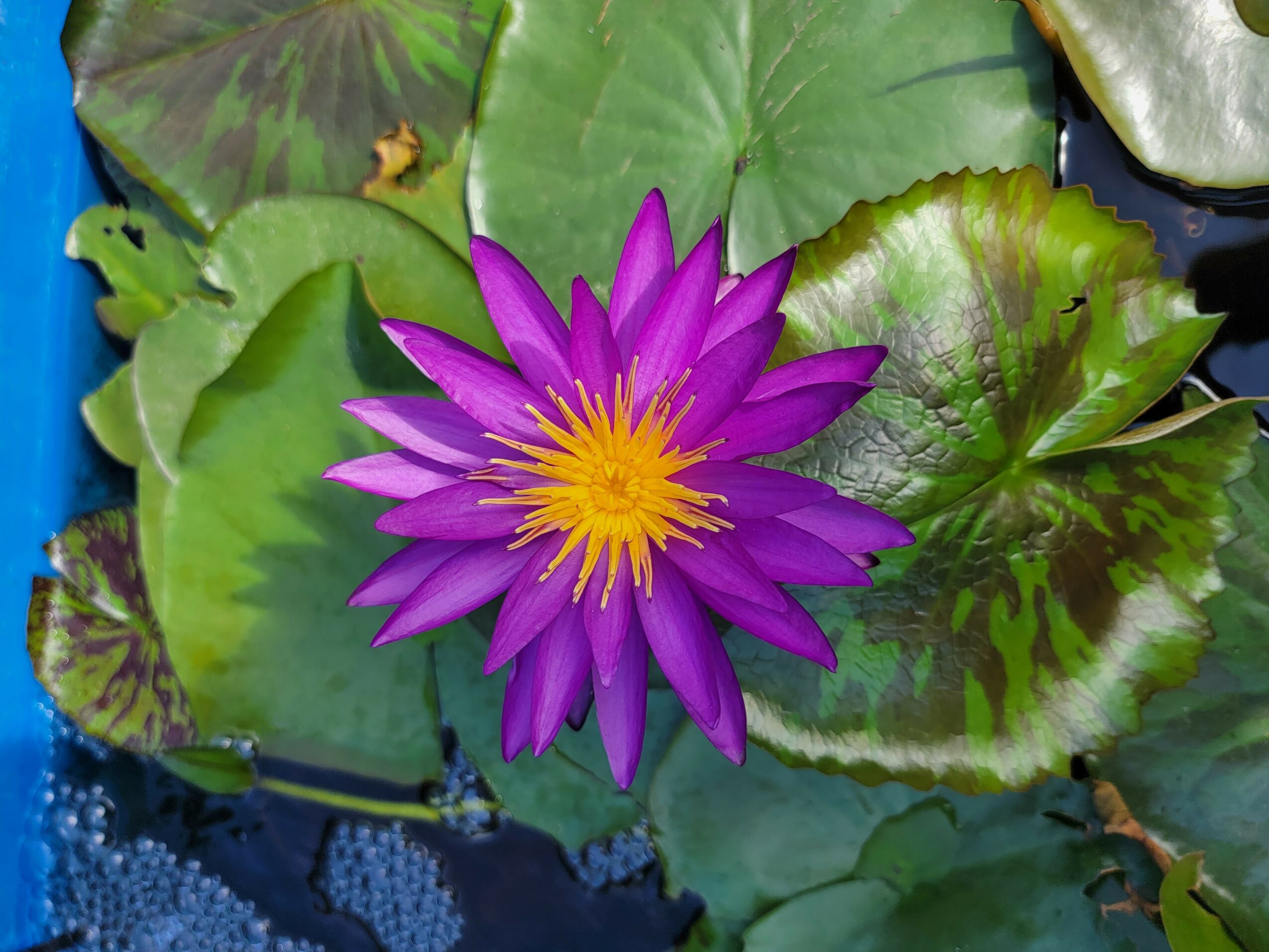 Purple water lily with yellow center surrounded by green lily pads on water surface.