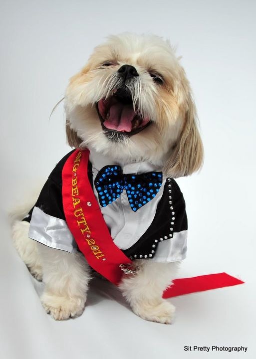 Dog dressed in tuxedo with a blue polka dot bow tie and red sash, sitting and smiling.