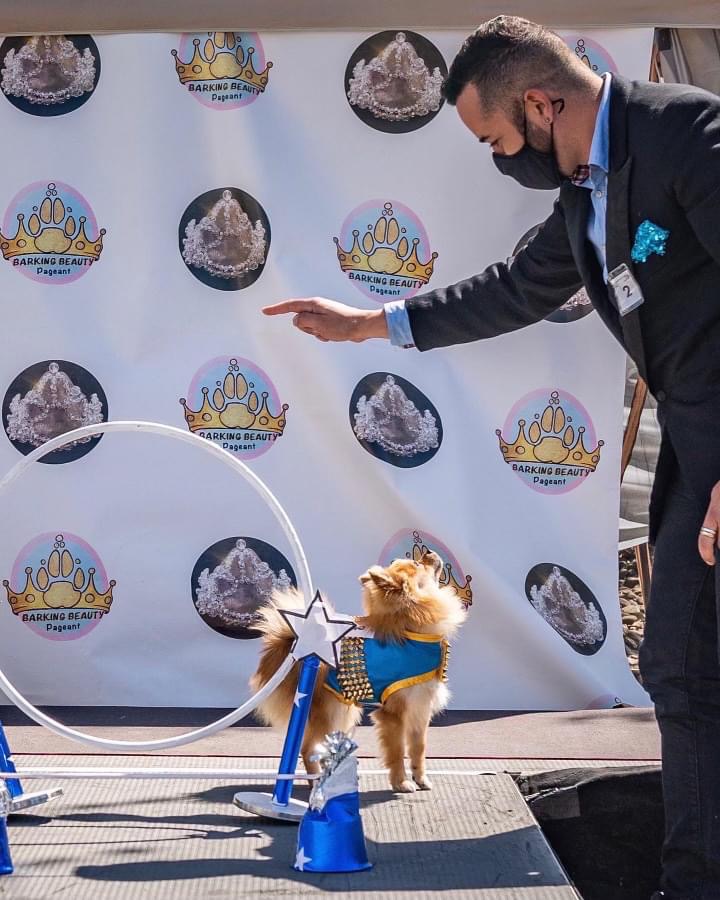 Man in suit reaching towards a small dog wearing a blue harness, with a backdrop of logos and images, outdoors.