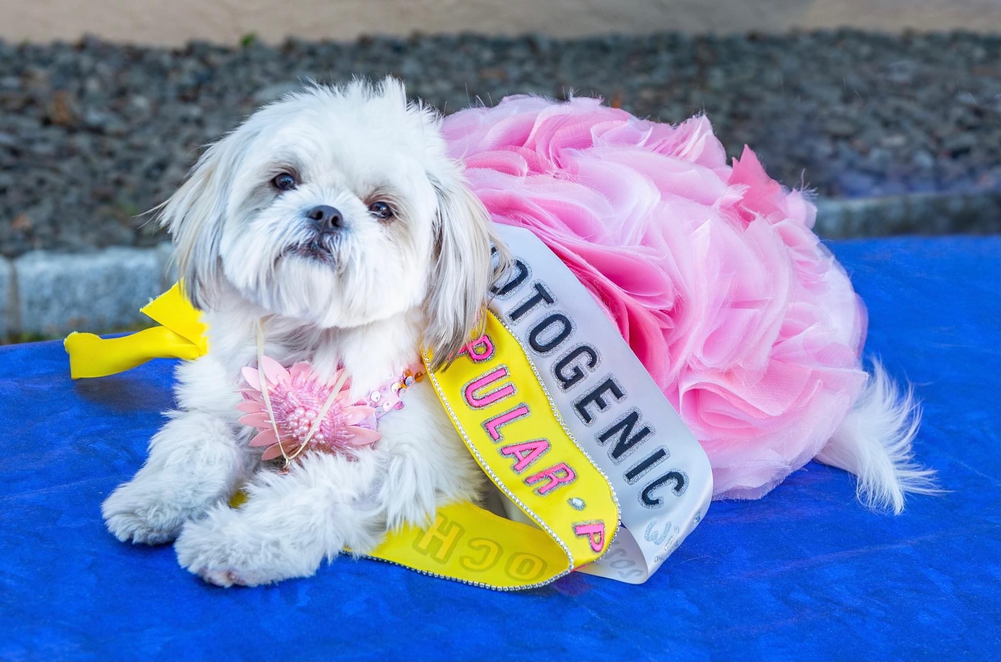Small white dog wearing a pink dress and a yellow sash with text, lying on a blue surface.