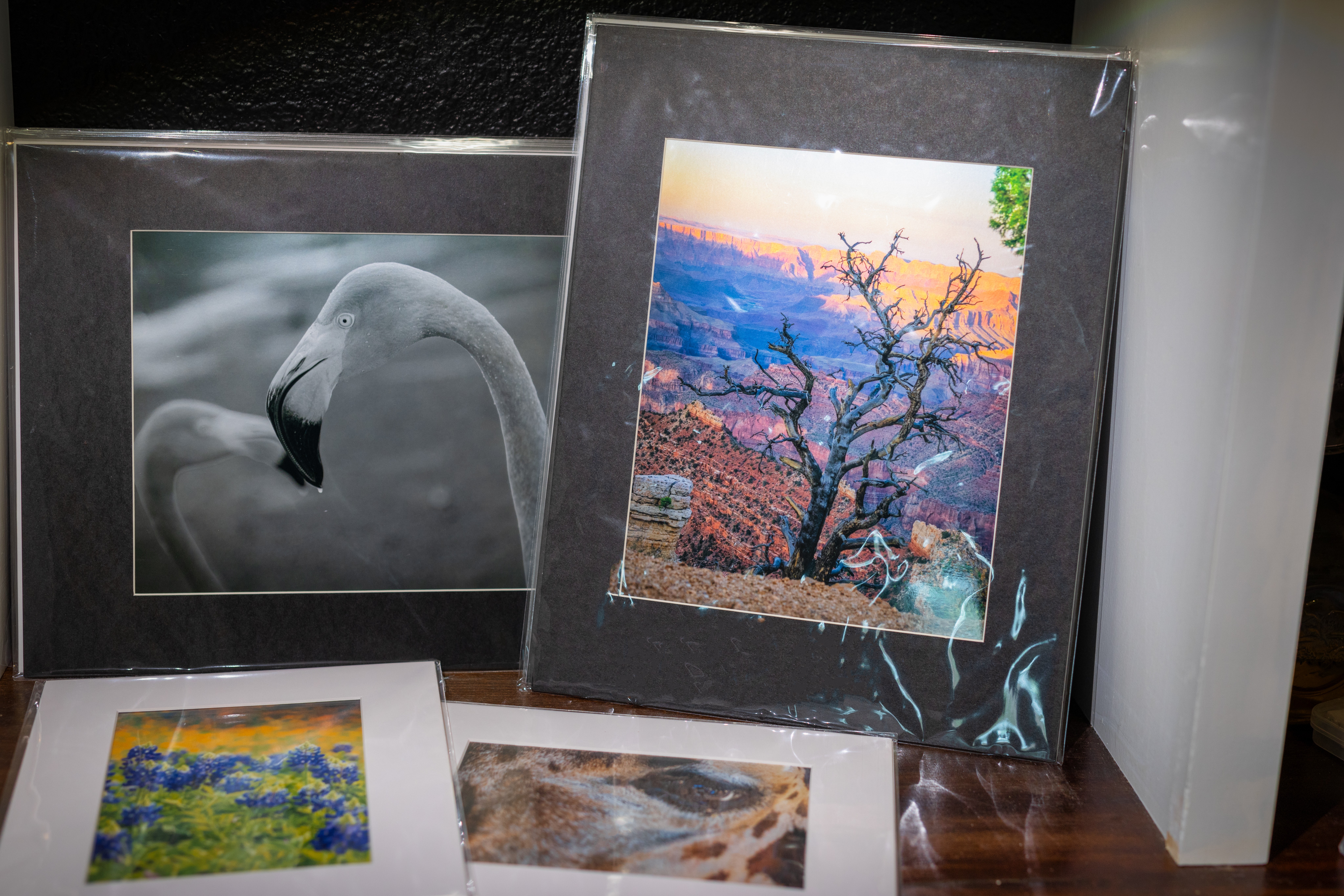 Two framed photographs on a wooden surface, one of a swan and the other of a landscape with trees and mountains.