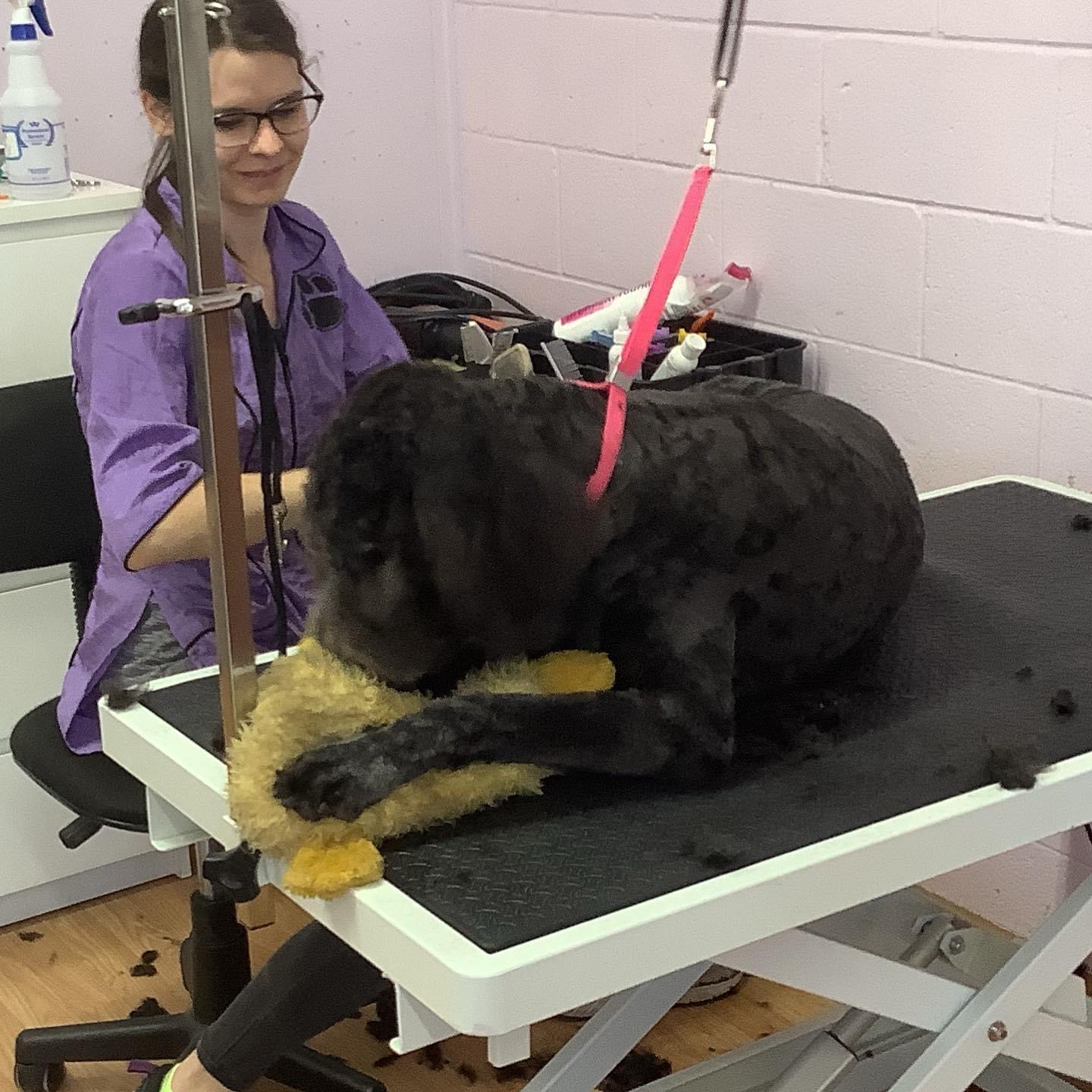 A veterinarian in purple scrubs and glasses examines a large dog lying on a table, with a person holding the dog’s paw.
