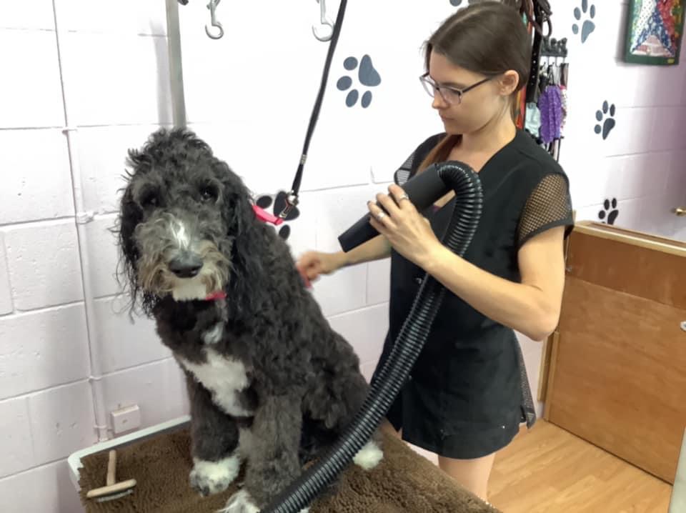 Woman grooming a large, curly-haired dog in a grooming station with paw print decorations on the wall.