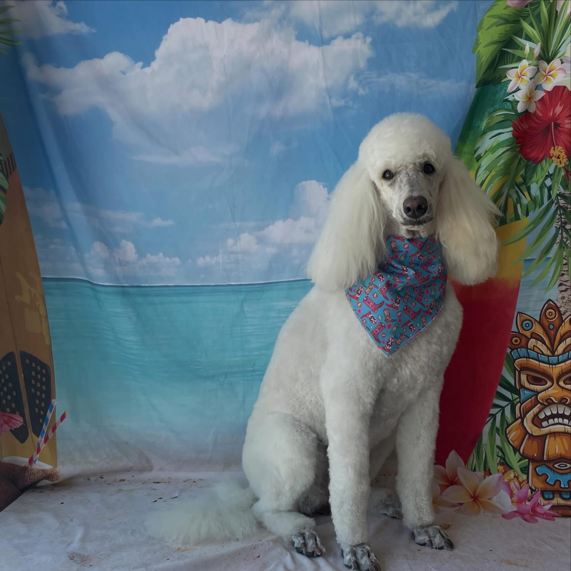 White poodle with a colorful bandana sitting in front of a beach backdrop and tropical decorations.