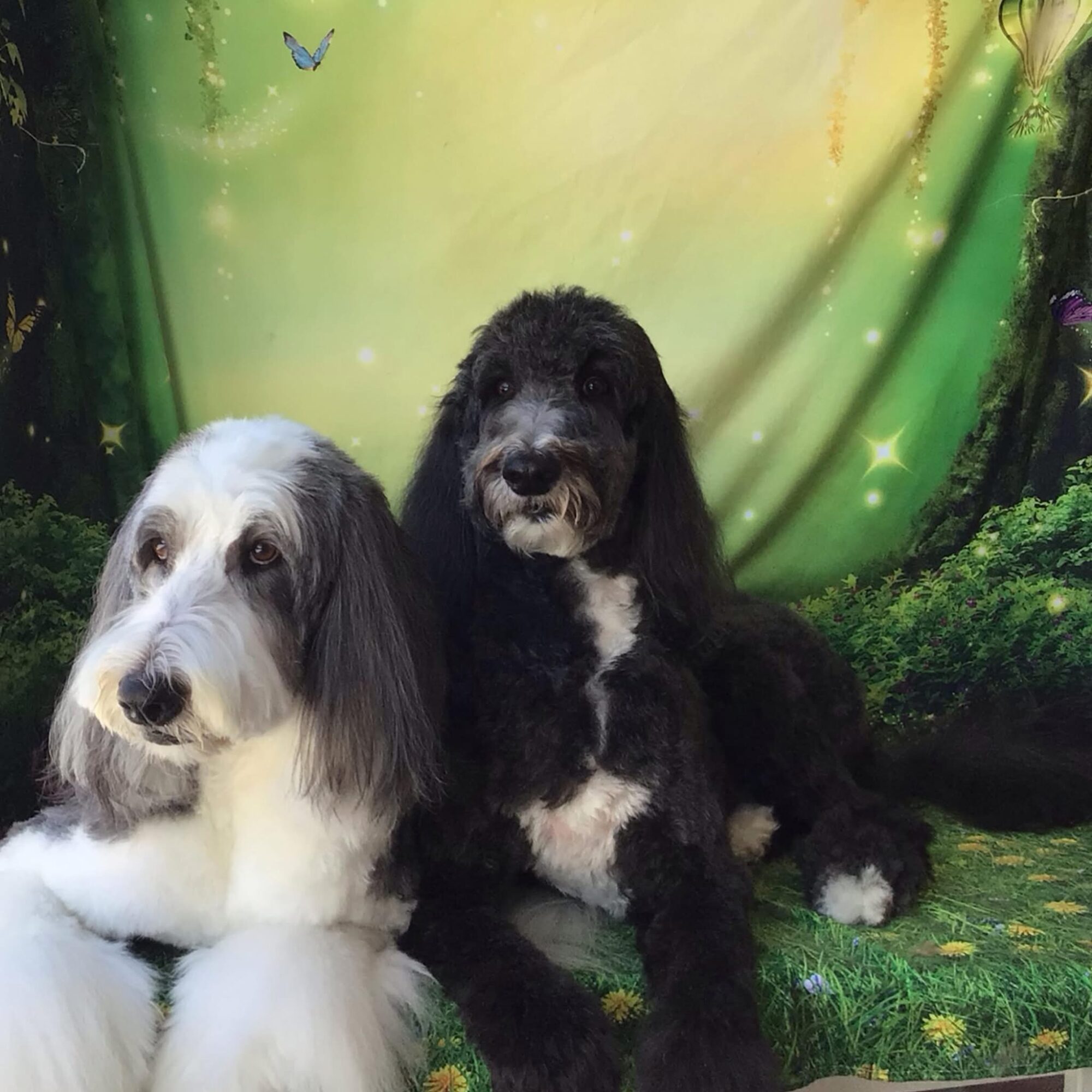 Two dogs sitting on a green forest-themed background, one black and white, the other white with black spots.