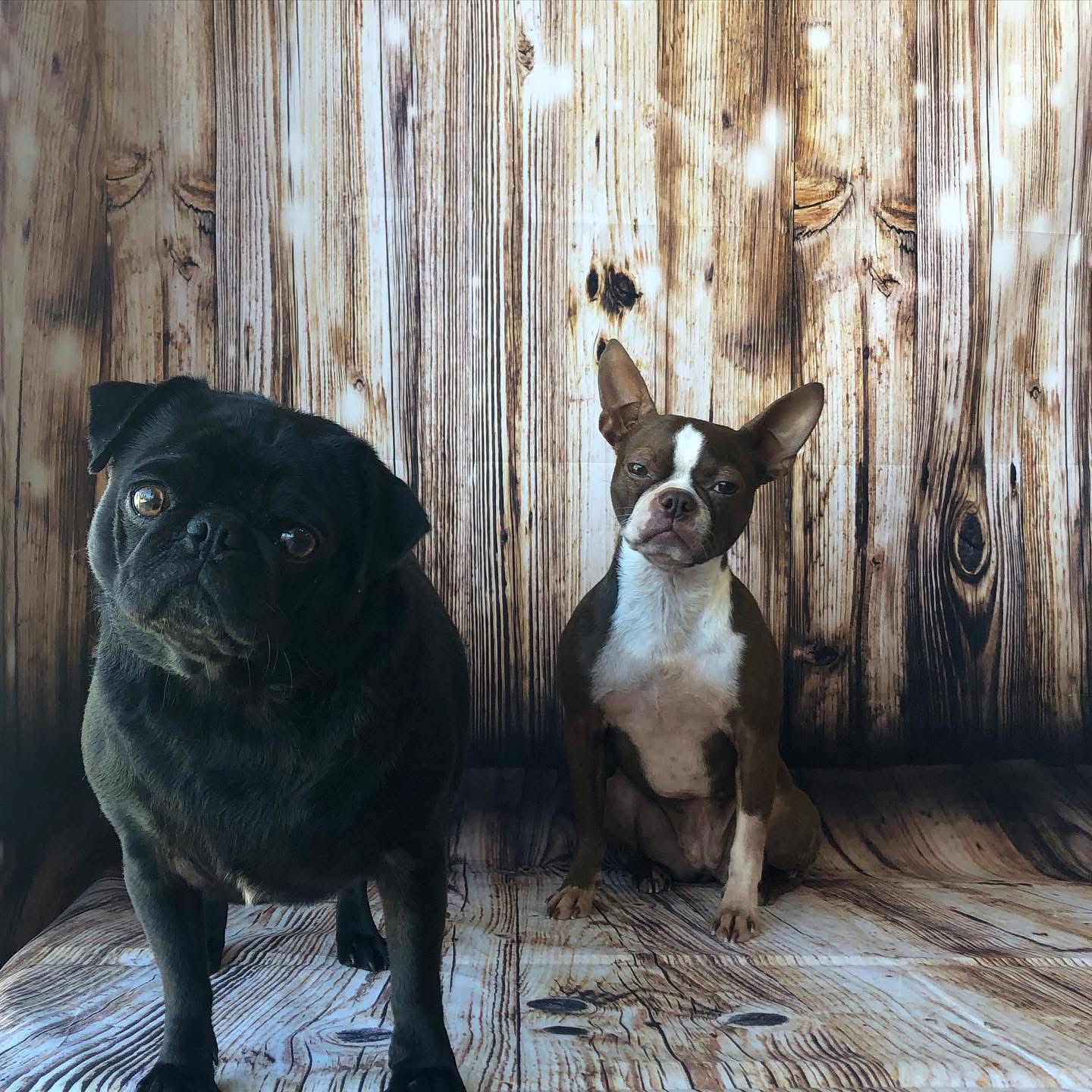 Two dogs sitting on a wooden floor in front of a wooden wall, one black pug and one small brown and white dog.