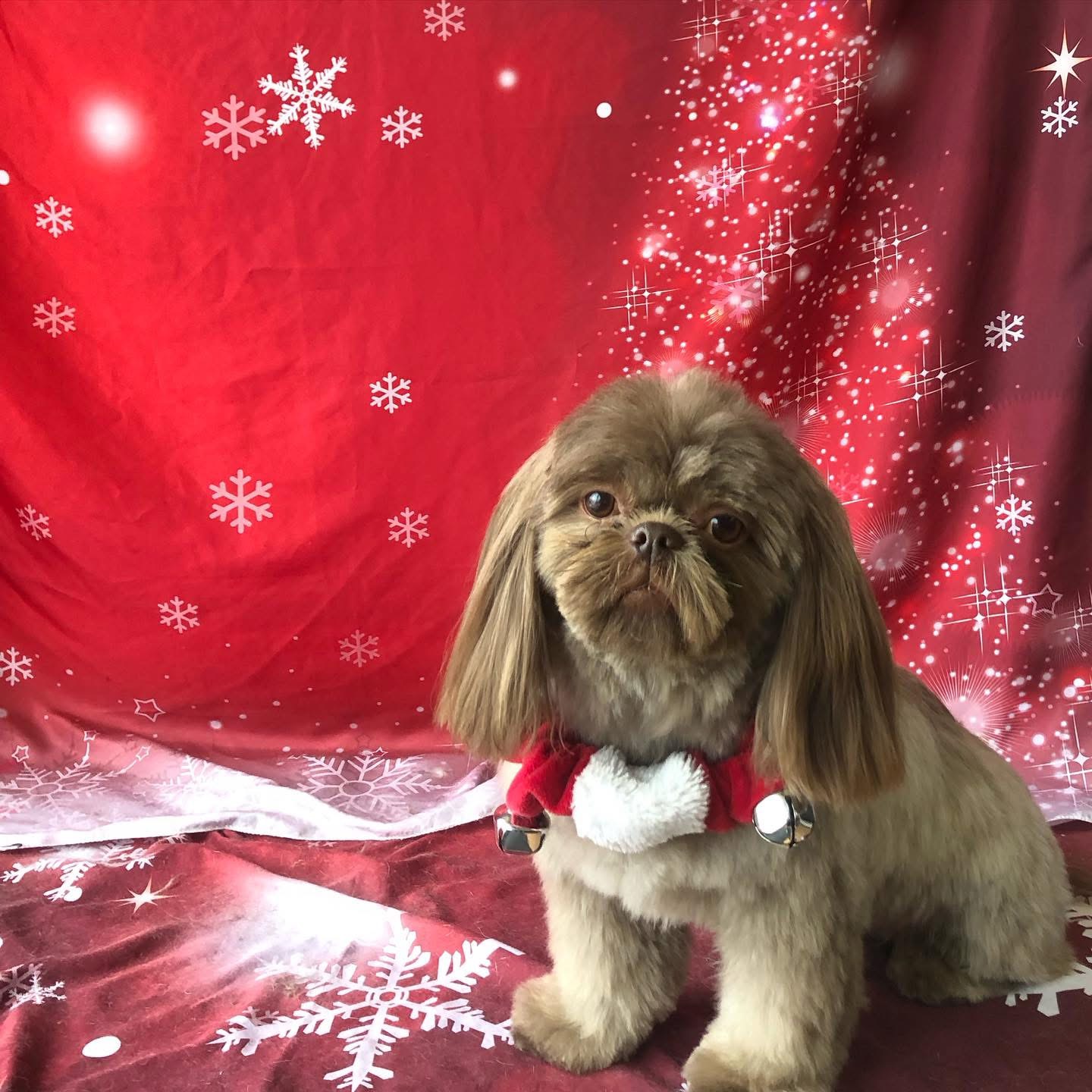 Small dog with long ears and a Santa collar, sitting on a festive red and white background with snowflakes.