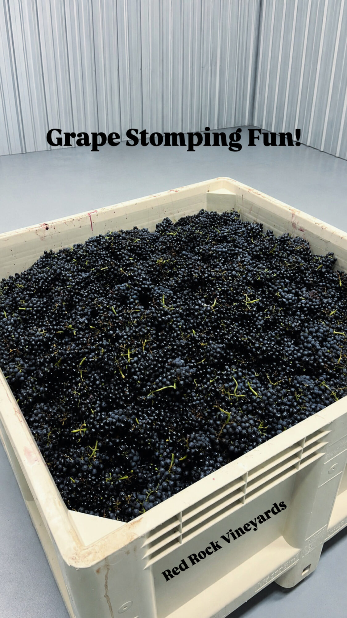 Container filled with dark grapes, with text 'Grape Stomping Fun!' and 'Red Rock Vineyards' visible, against a metal wall background.