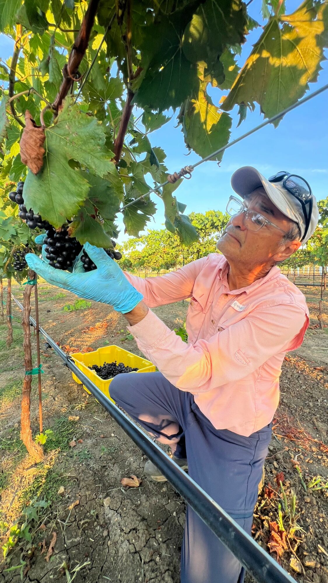 Person wearing sunglasses and a cap, inspecting a grapevine with grapes, outdoors on a sunny day.