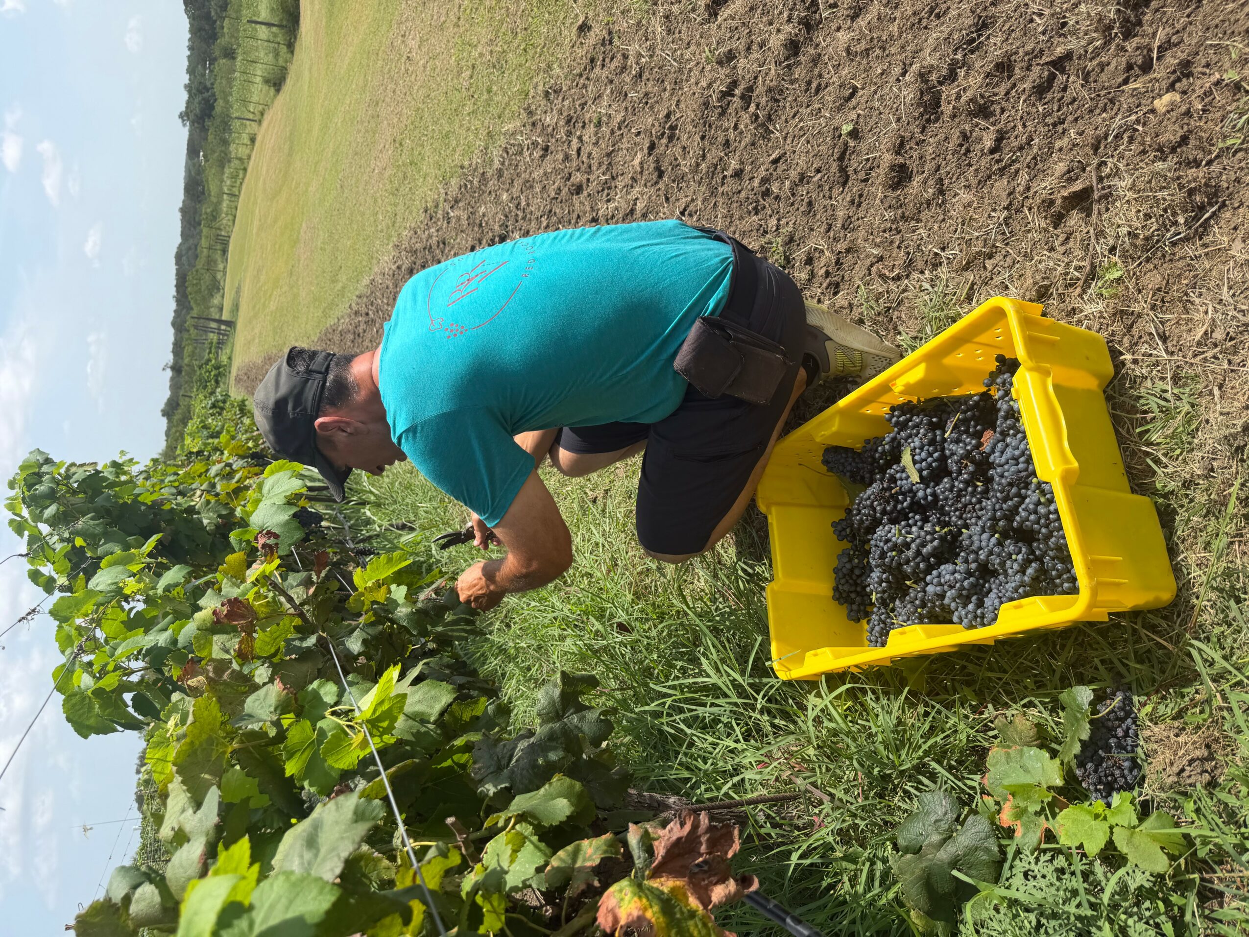Person harvesting grapes in a vineyard with a yellow container filled with grapes nearby.