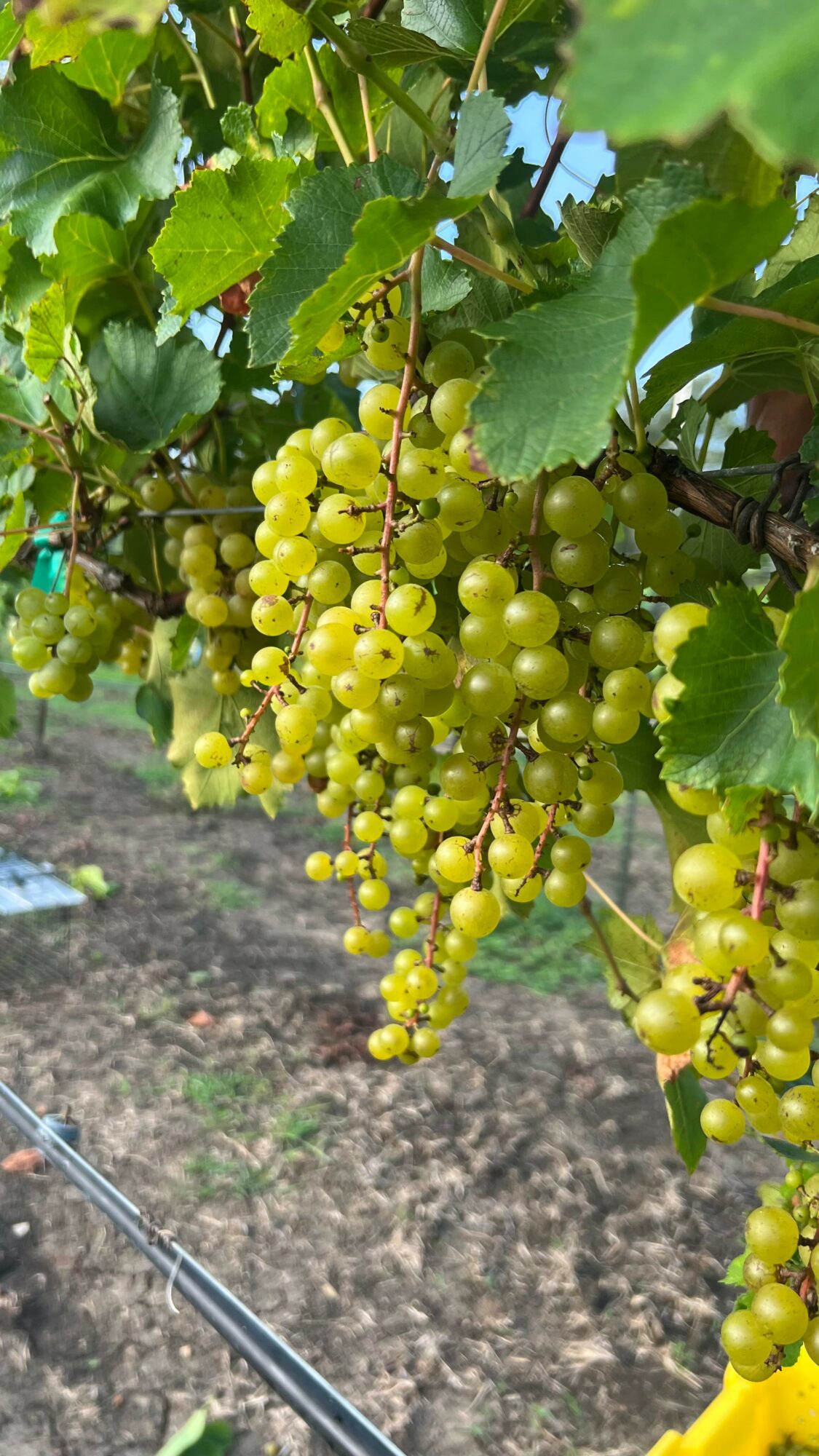 Green grape clusters hanging from vine with leaves, sunlight shining through, ground visible below, outdoors.