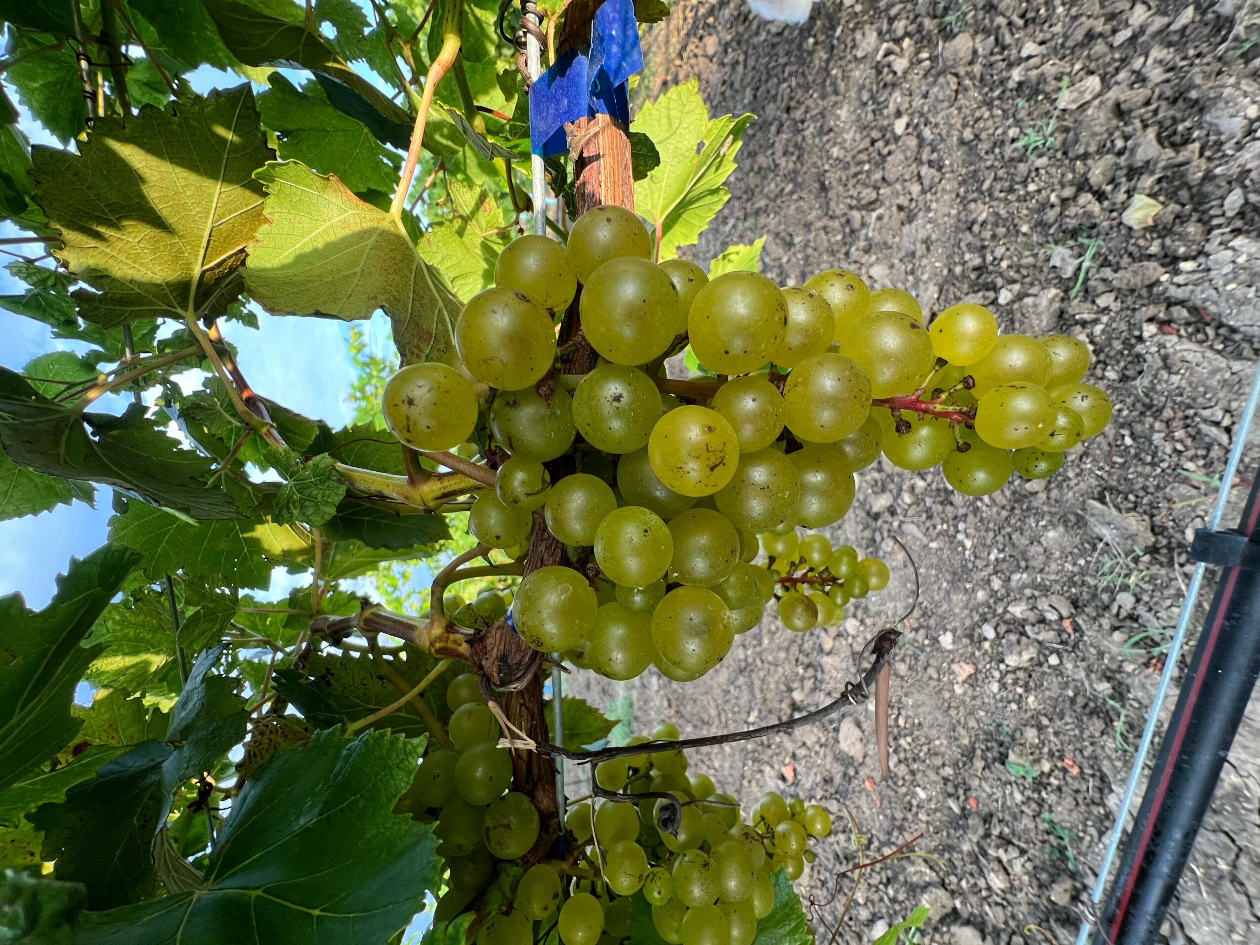 Green grape cluster hanging from vine with green leaves, on soil ground.