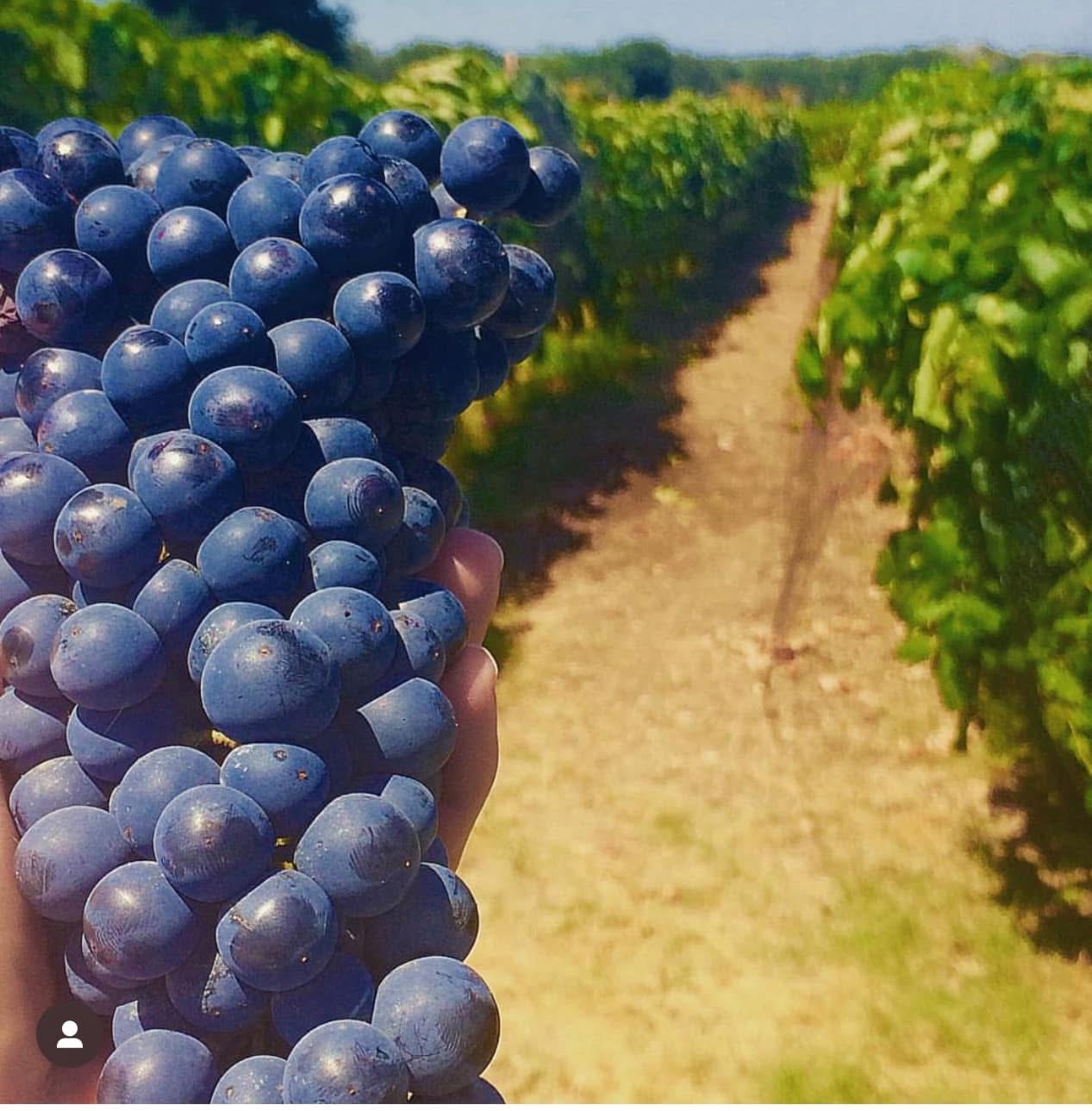Person holding a large bunch of purple grapes in a vineyard with rows of grapevines in the background.