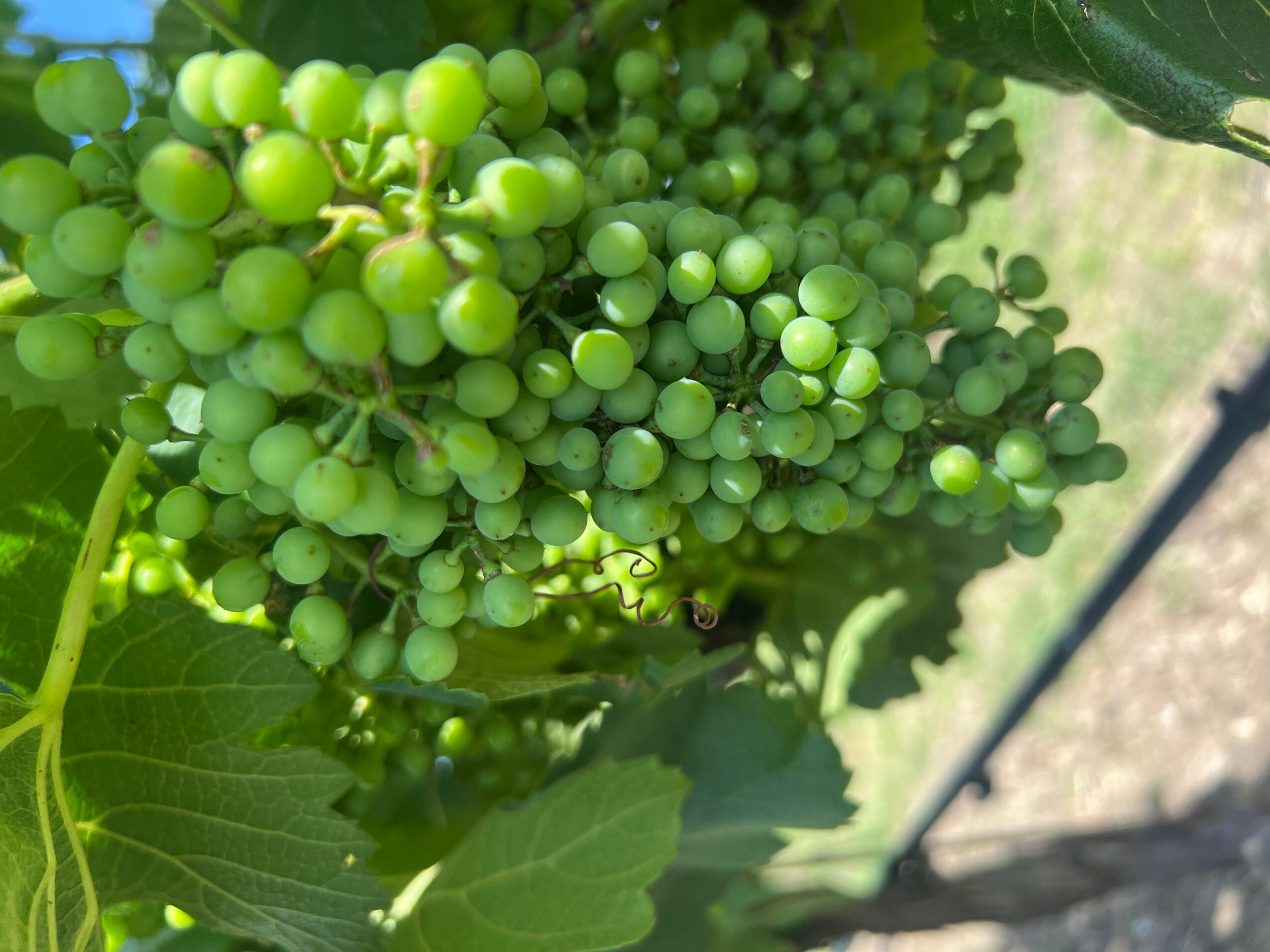 Cluster of green grapes on vine with leaves, sunlight, and a support stake visible.