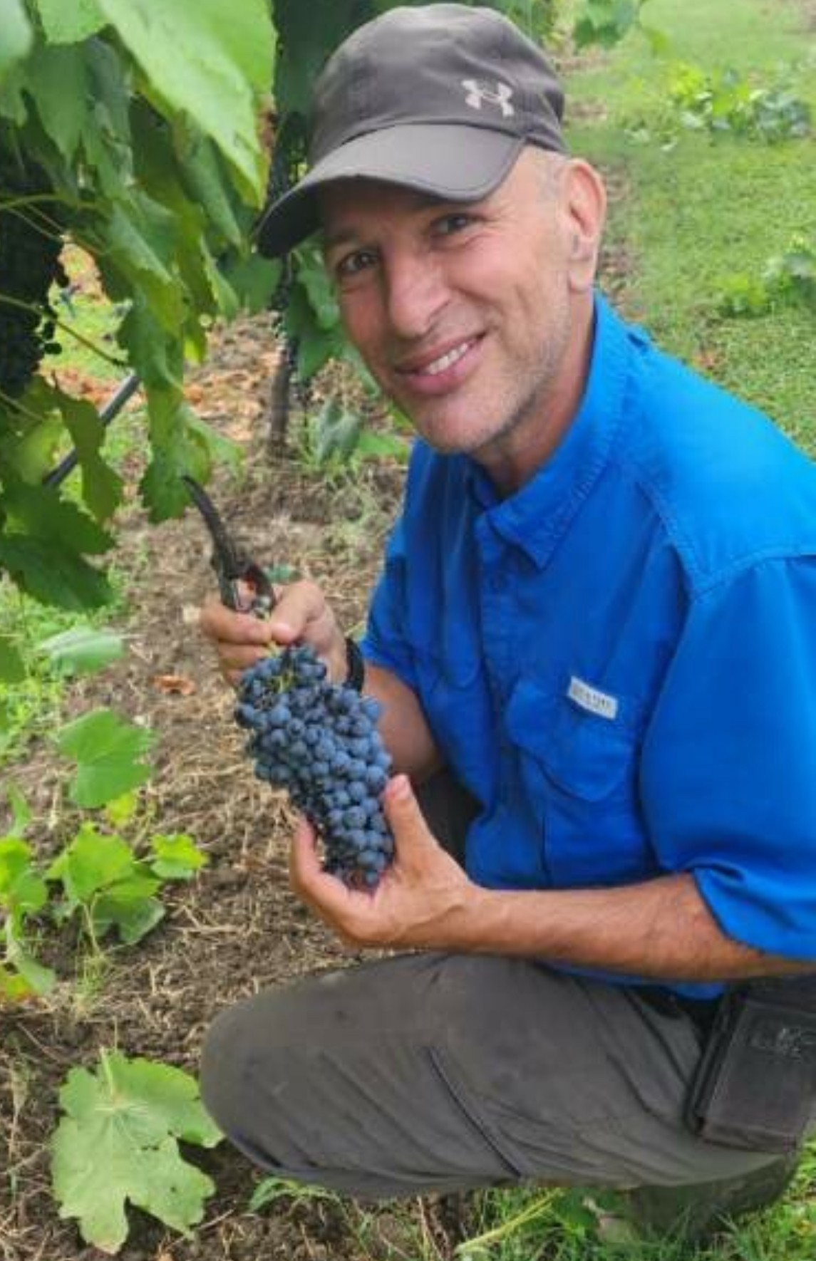 Man in blue shirt and black cap holding a bunch of grapes outdoors, smiling, with green foliage in background.