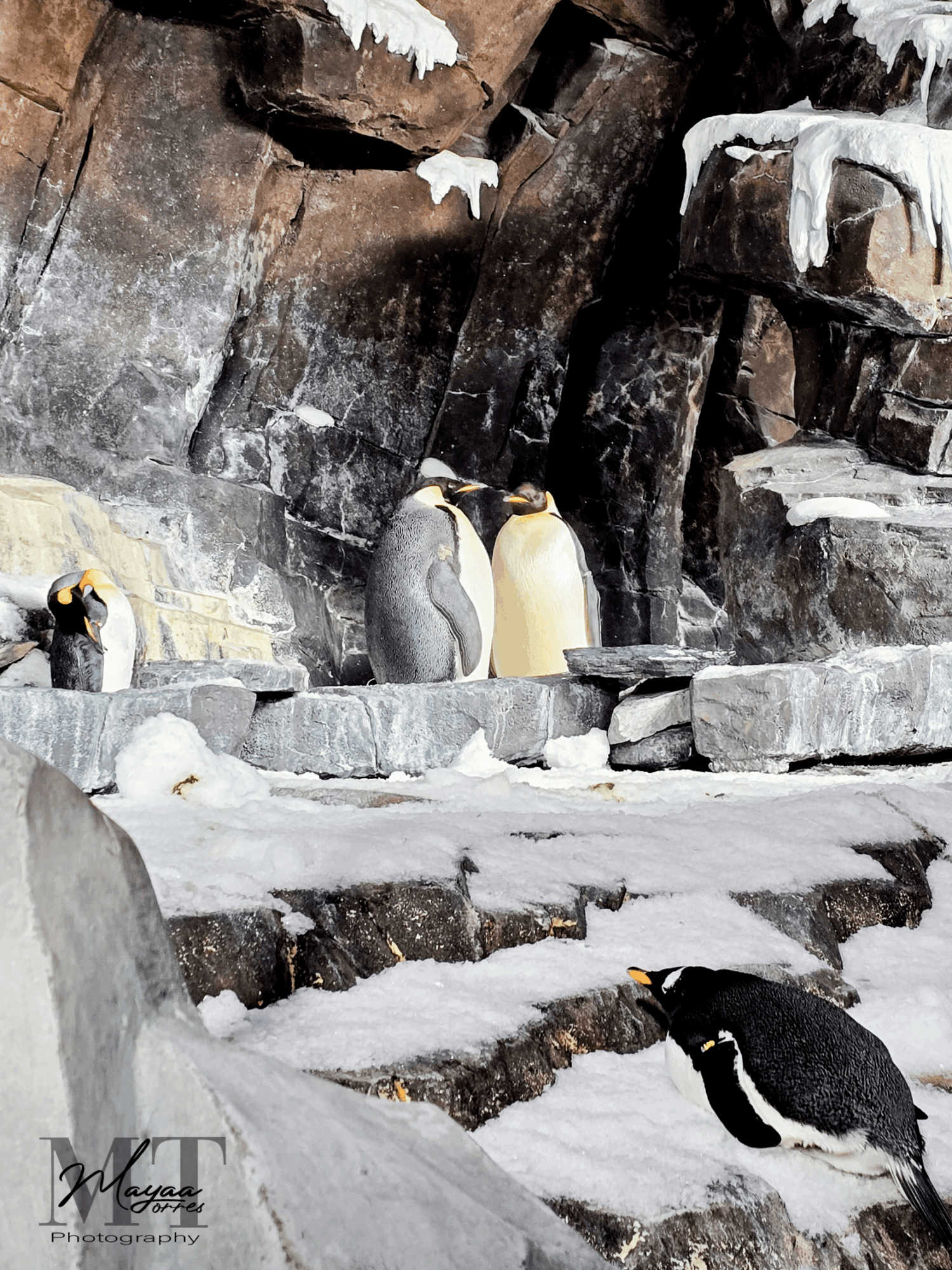 Group of penguins on rocky icy terrain with snow and ice, some standing and one lying down.