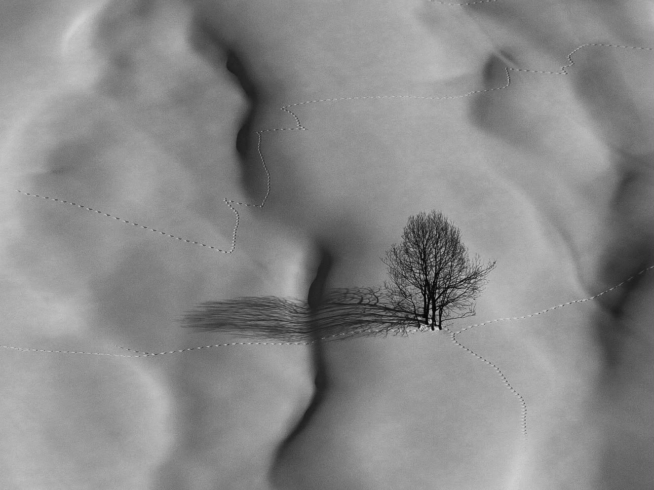 A solitary tree with its shadow on snow-covered ground, with cloudy sky above, in black and white.