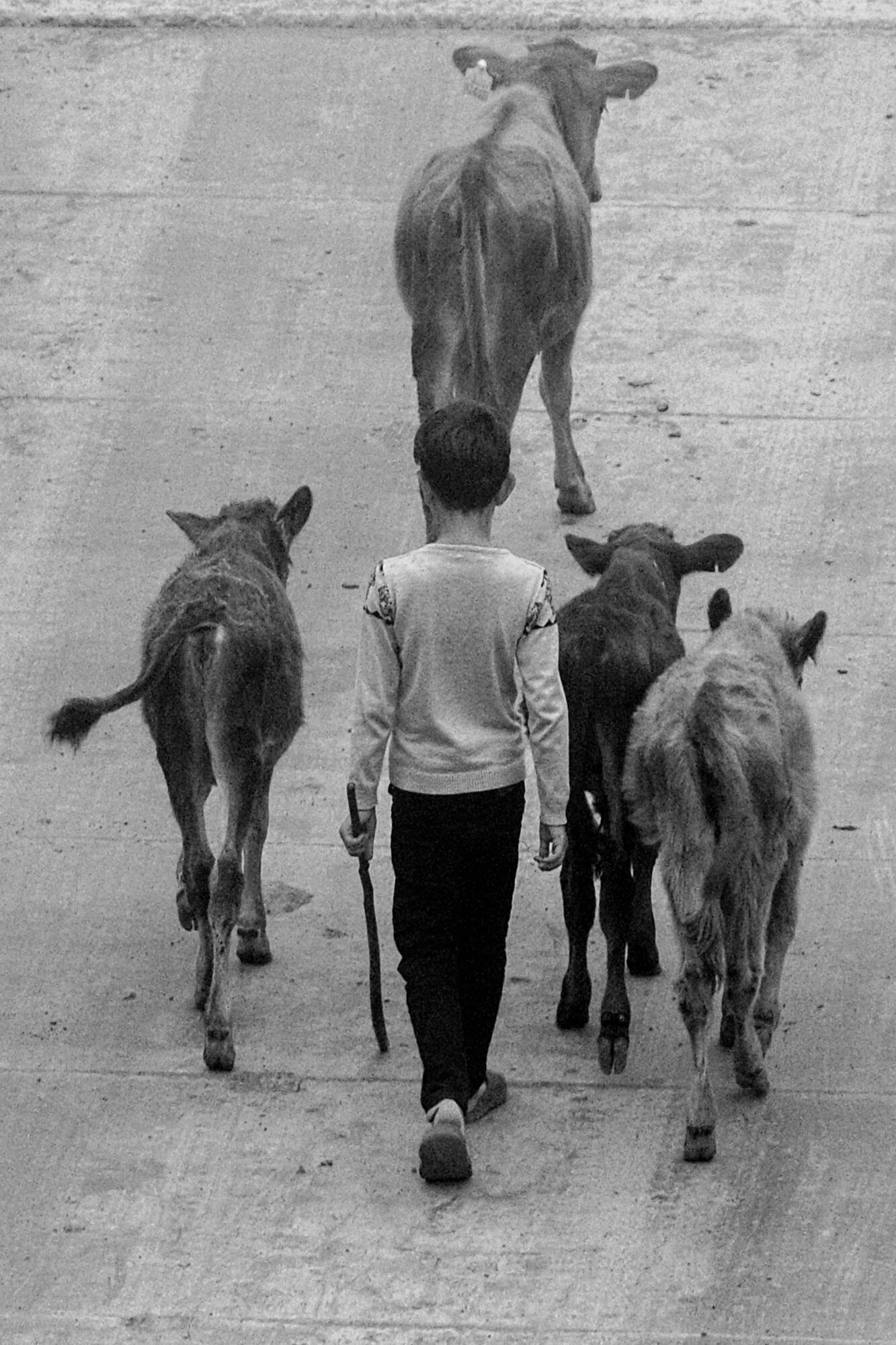 Person walking with four calves on a concrete surface, viewed from behind, with a cow ahead.