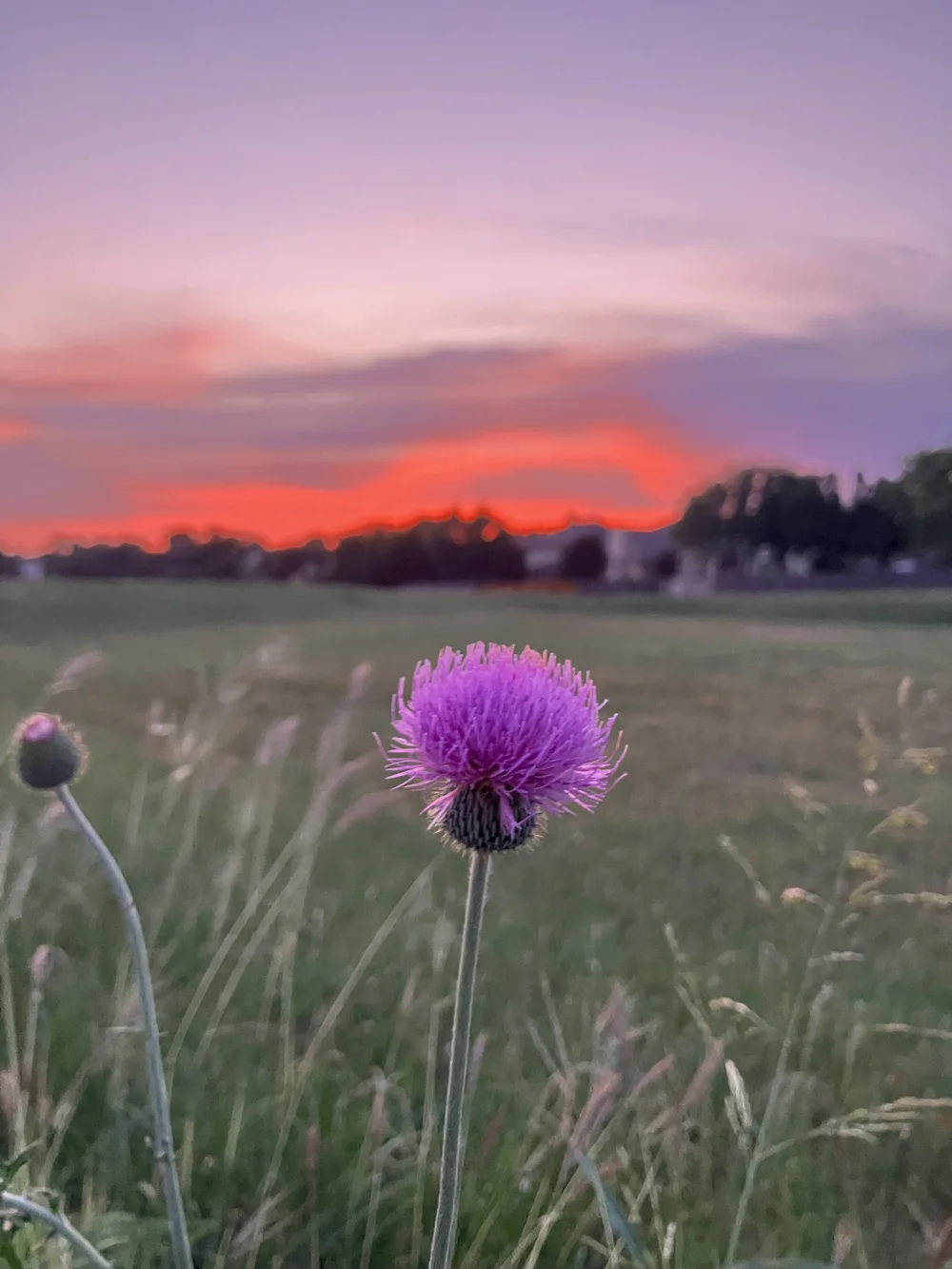 Purple flower in a grassy field with a sunset sky in the background.