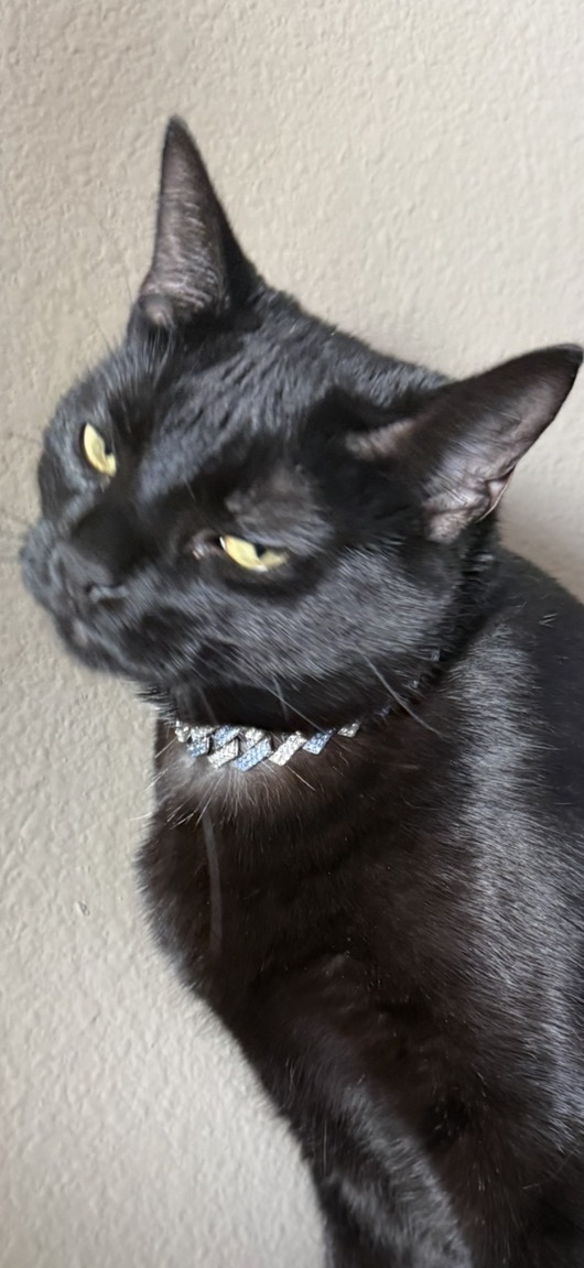 Black cat with yellow eyes and a collar, looking to the side, against a plain wall background.