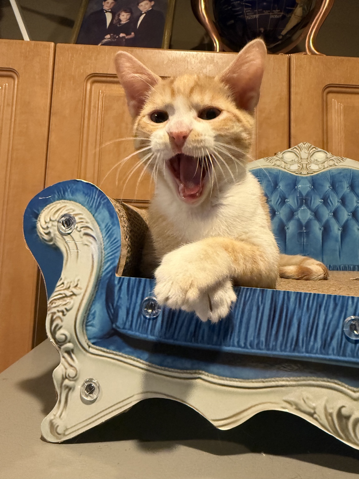 Orange and white cat with open mouth, lying in a decorative blue and white bed, in a room with wooden furniture.
