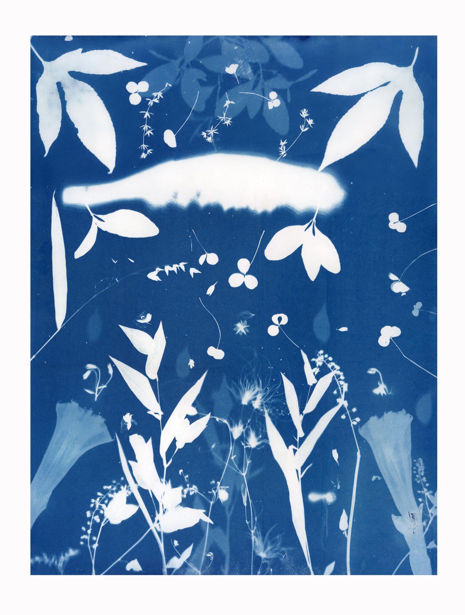 Silhouette of a jellyfish floating among plants and small creatures in a blue background.