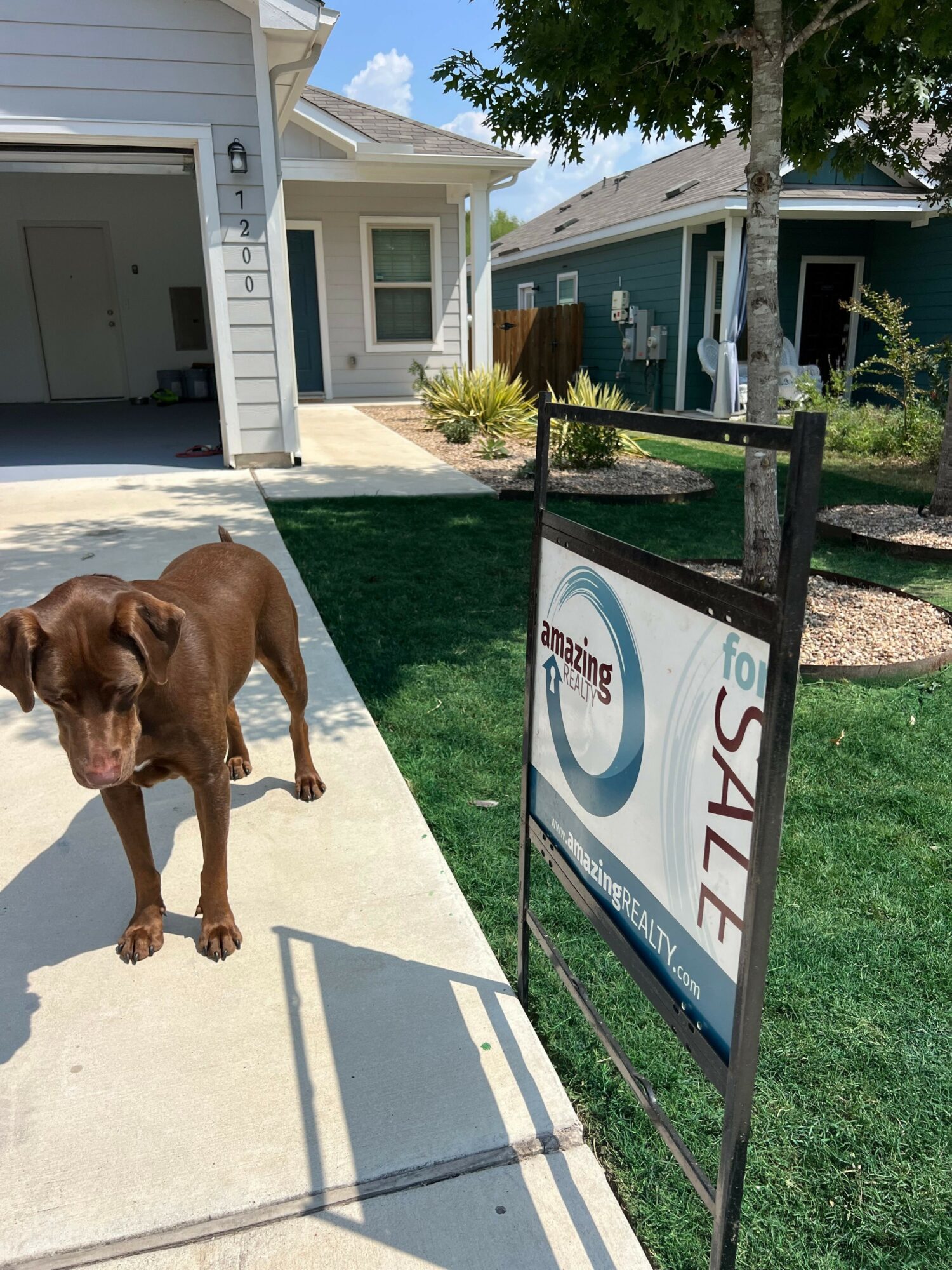 Brown dog standing on sidewalk near a sale sign outside a house with a porch and lawn