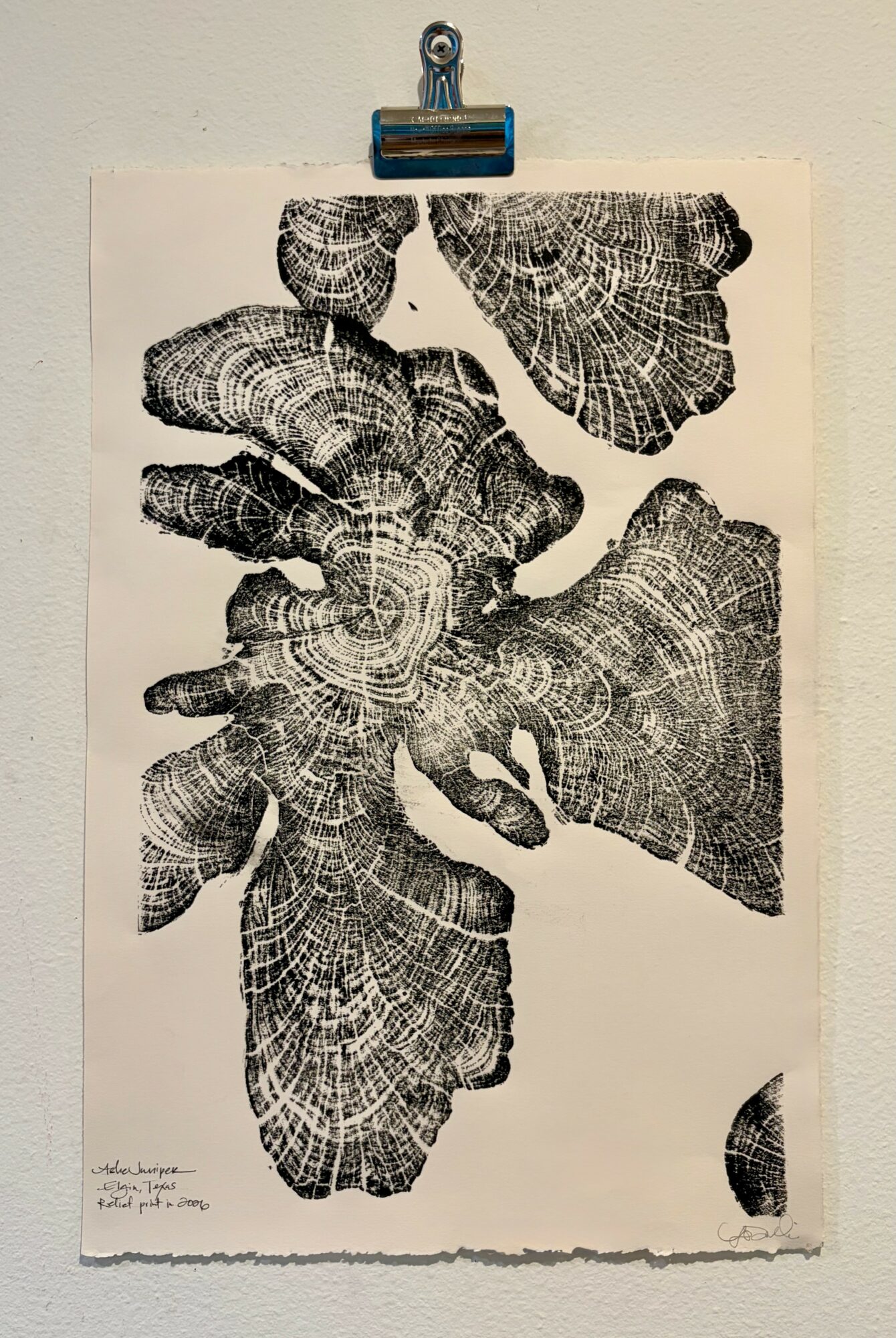 Black and white print of overlapping leaf or shell patterns on paper, clipped to a wall with a blue clip.